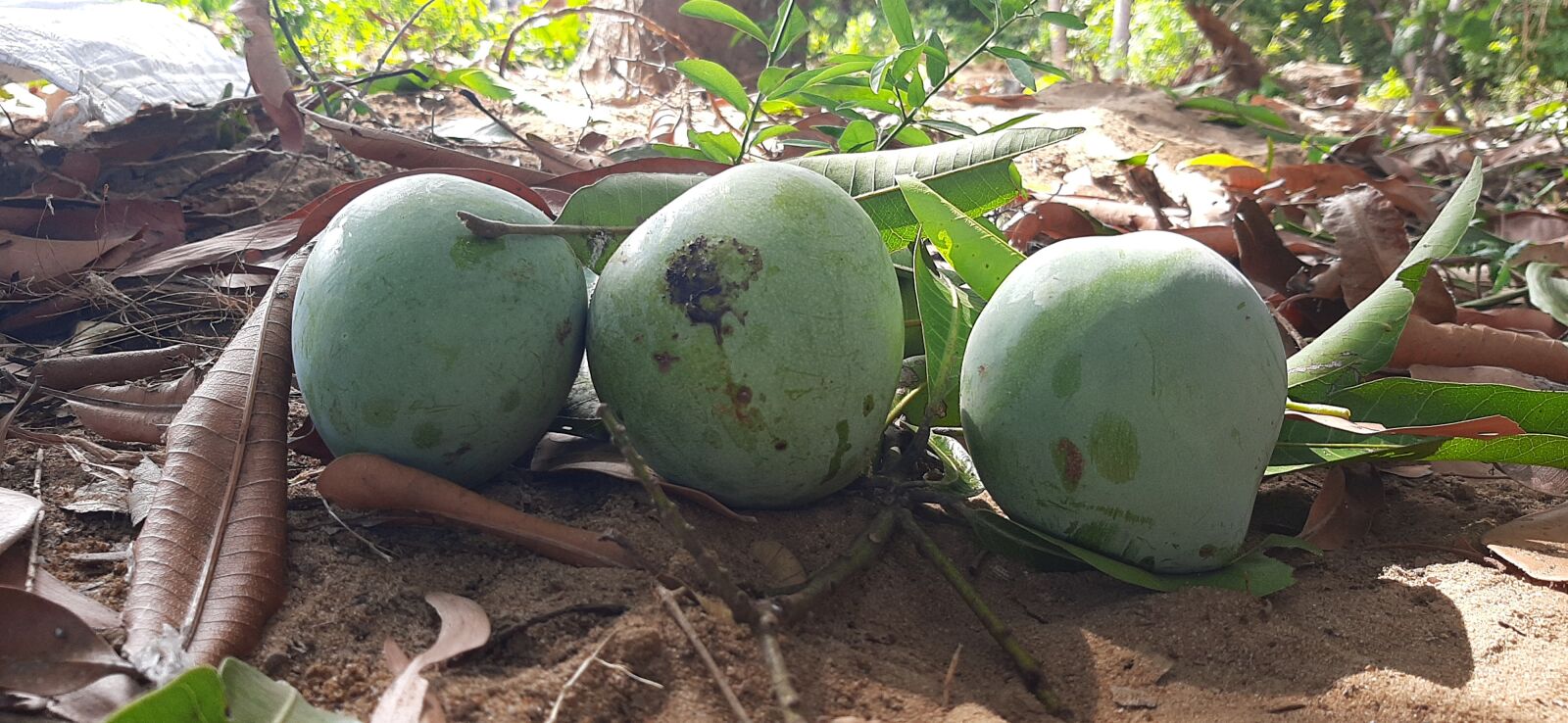 Samsung SM-A307FN sample photo. Fresh mango, mangoes, small photography