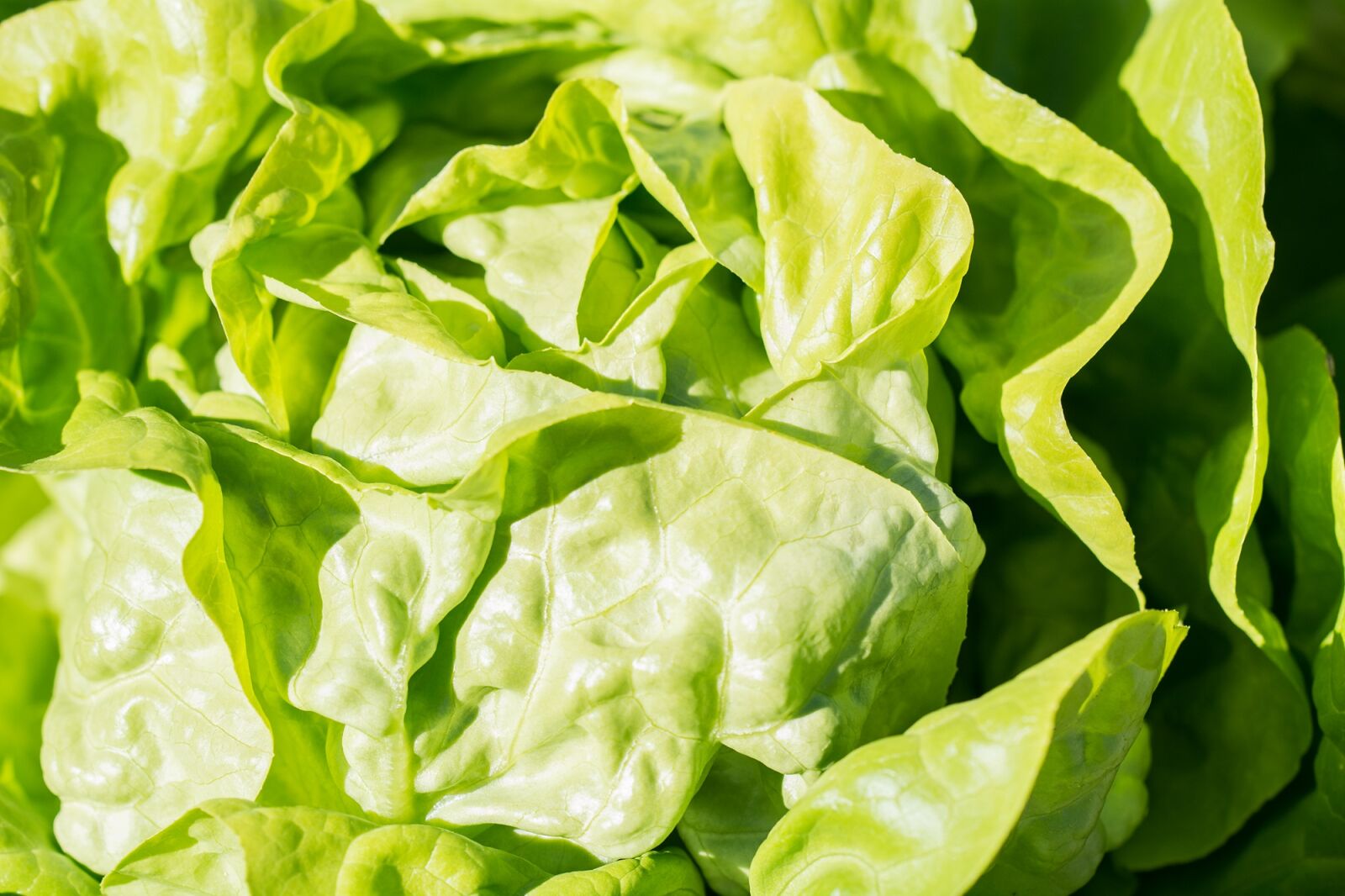 Nikon D7100 sample photo. Salad, lettuce, green photography