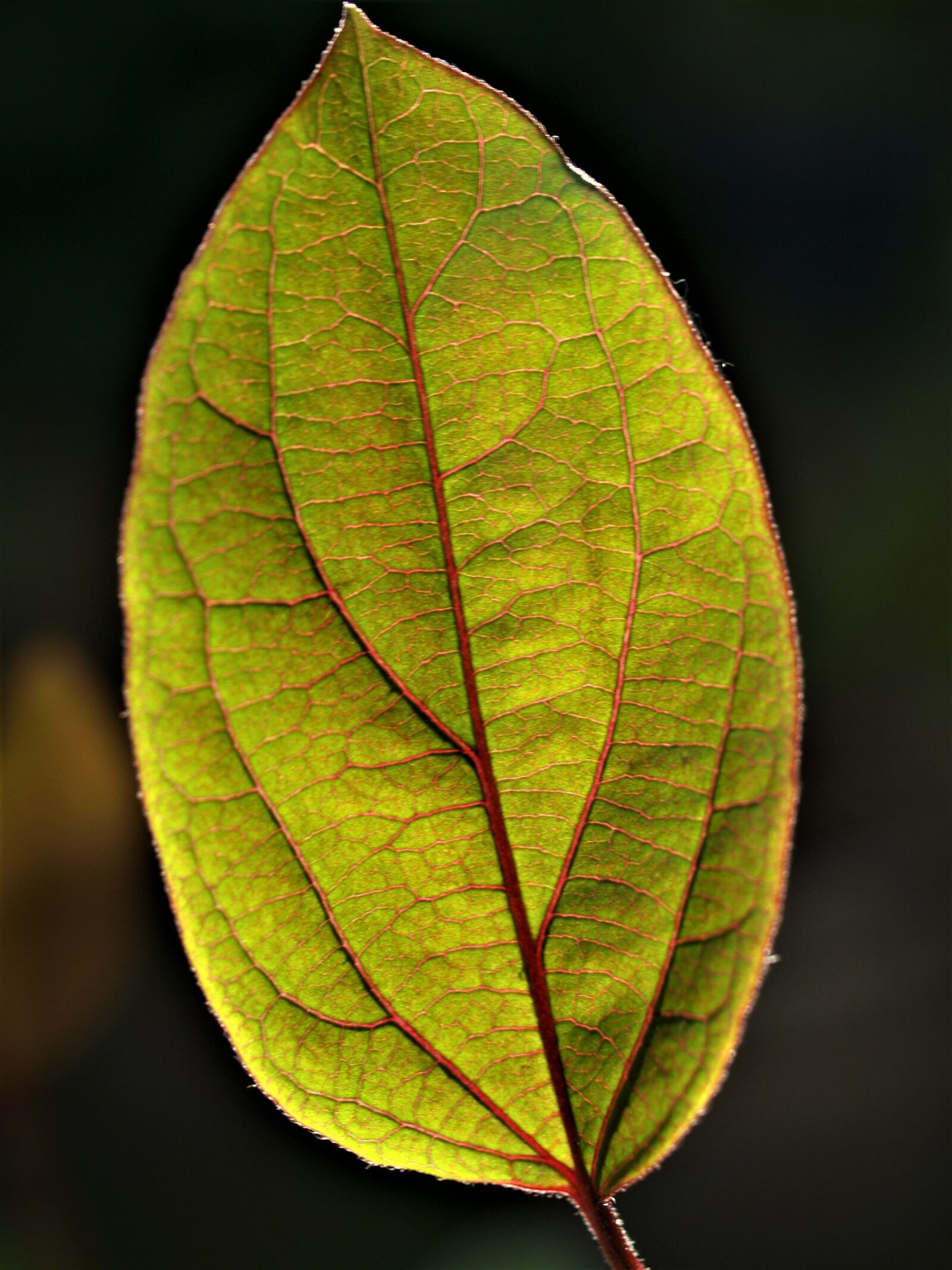 Olympus E-520 (EVOLT E-520) sample photo. Leaf, fall, flora photography