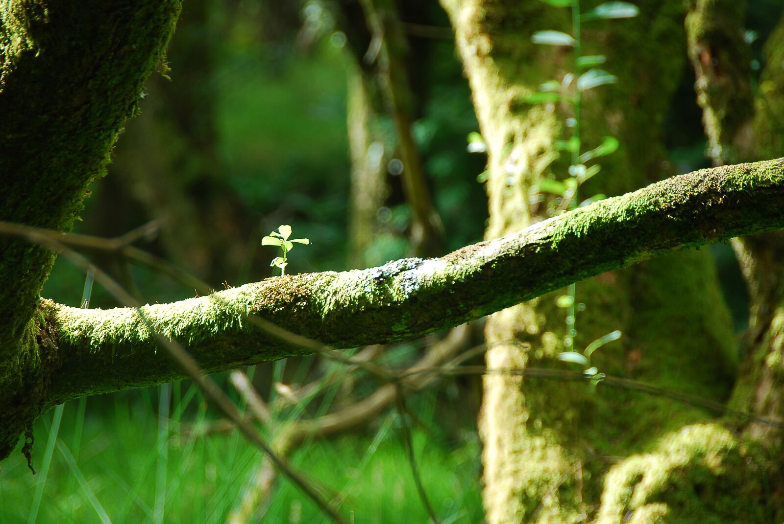 Nikon D80 sample photo. Forest, green, plant photography