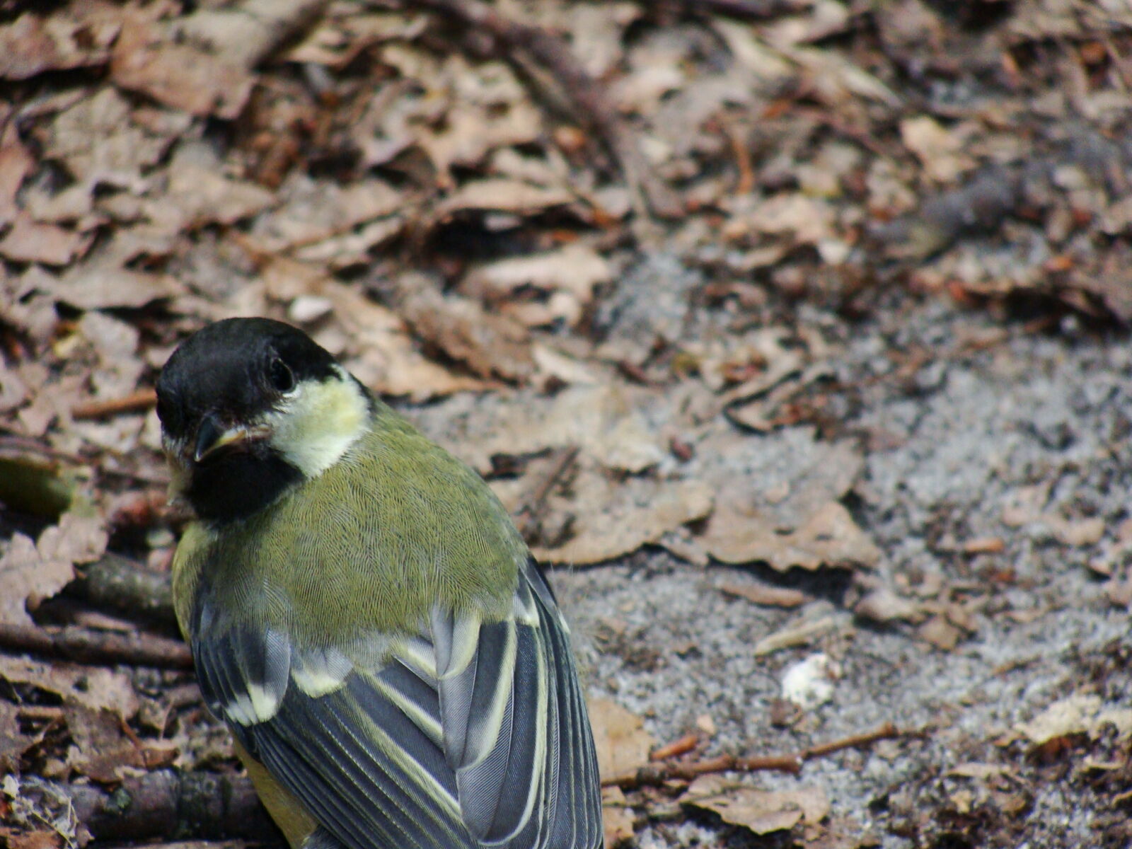 Sony Cyber-shot DSC-H10 sample photo. Autumn, bird, curious, leaves photography