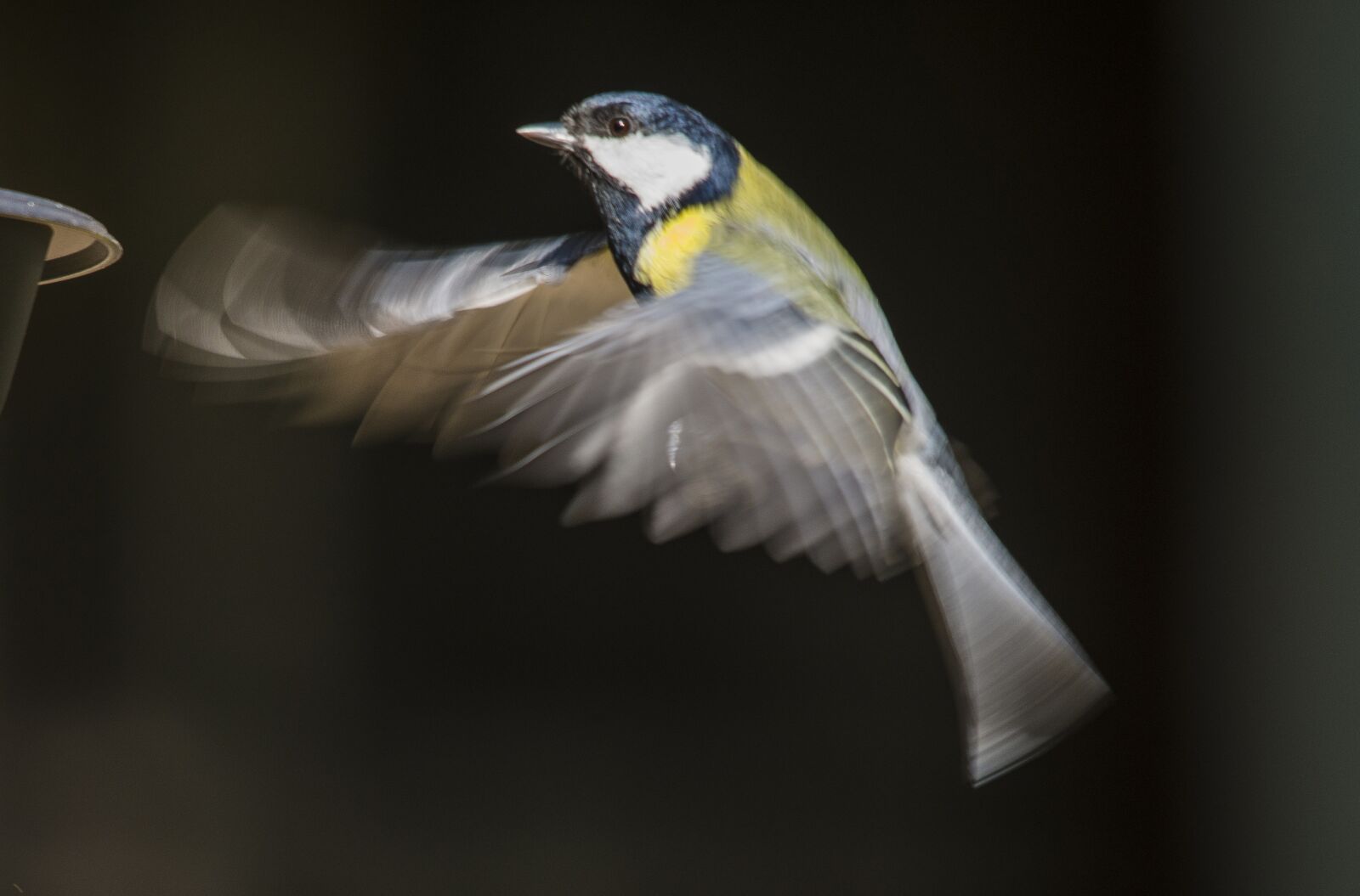 Nikon D7200 sample photo. Tit, bird, songbird photography