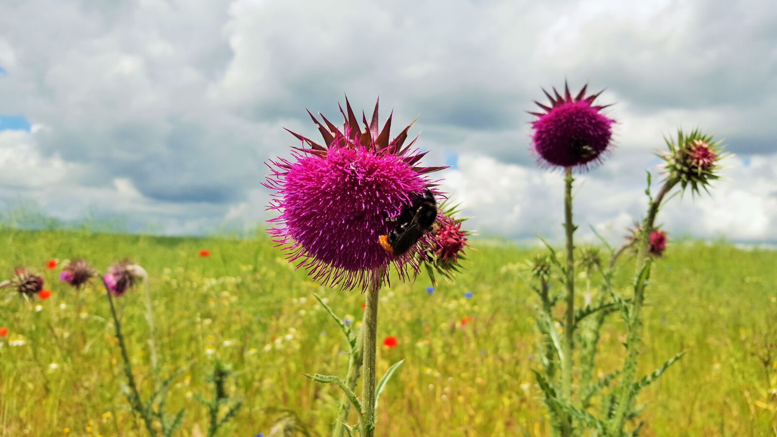 Samsung Galaxy S6 sample photo. Field, flower, meadow photography