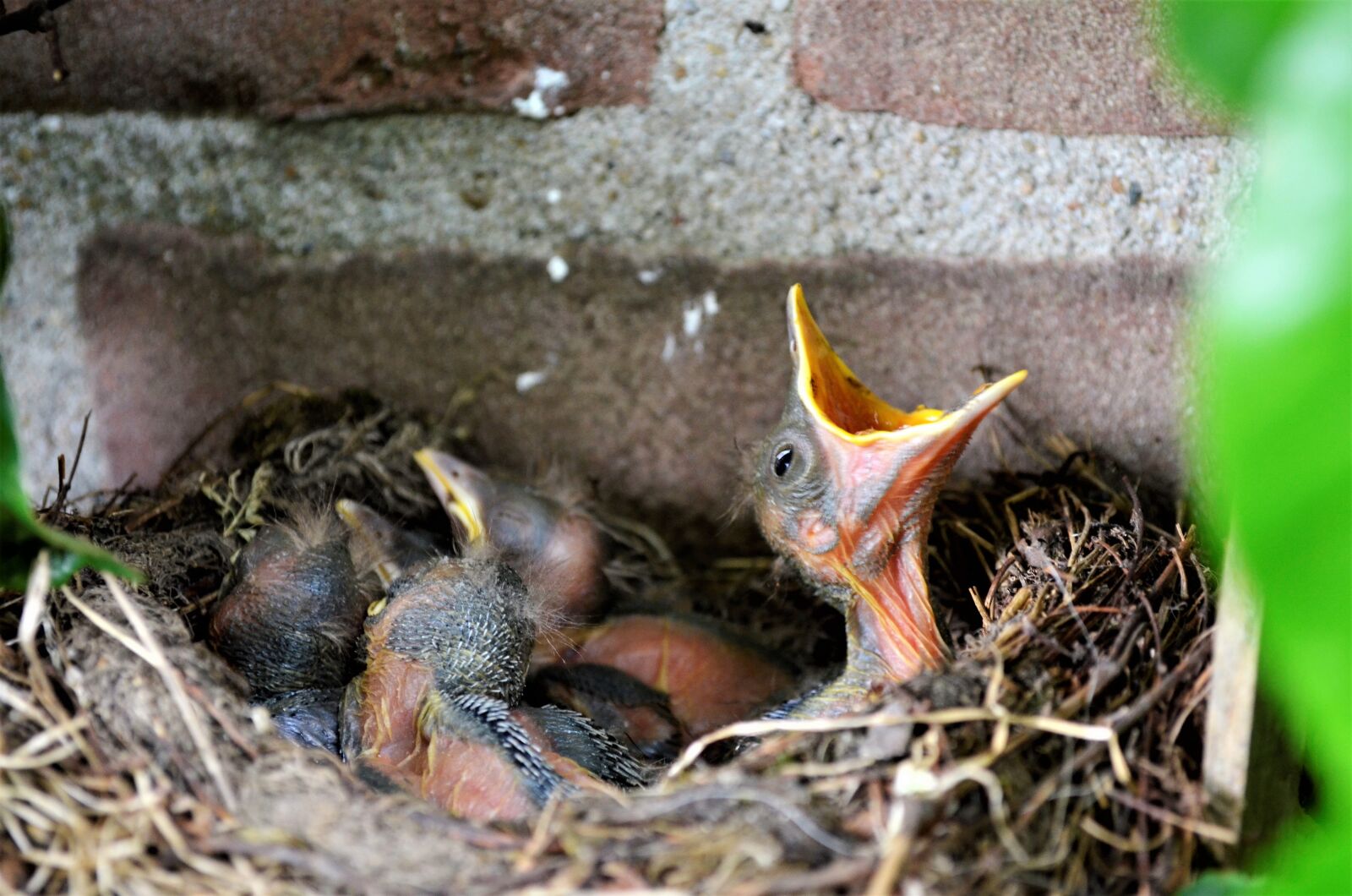 Nikon D5100 sample photo. Nature, animal kingdom, wildlife photography