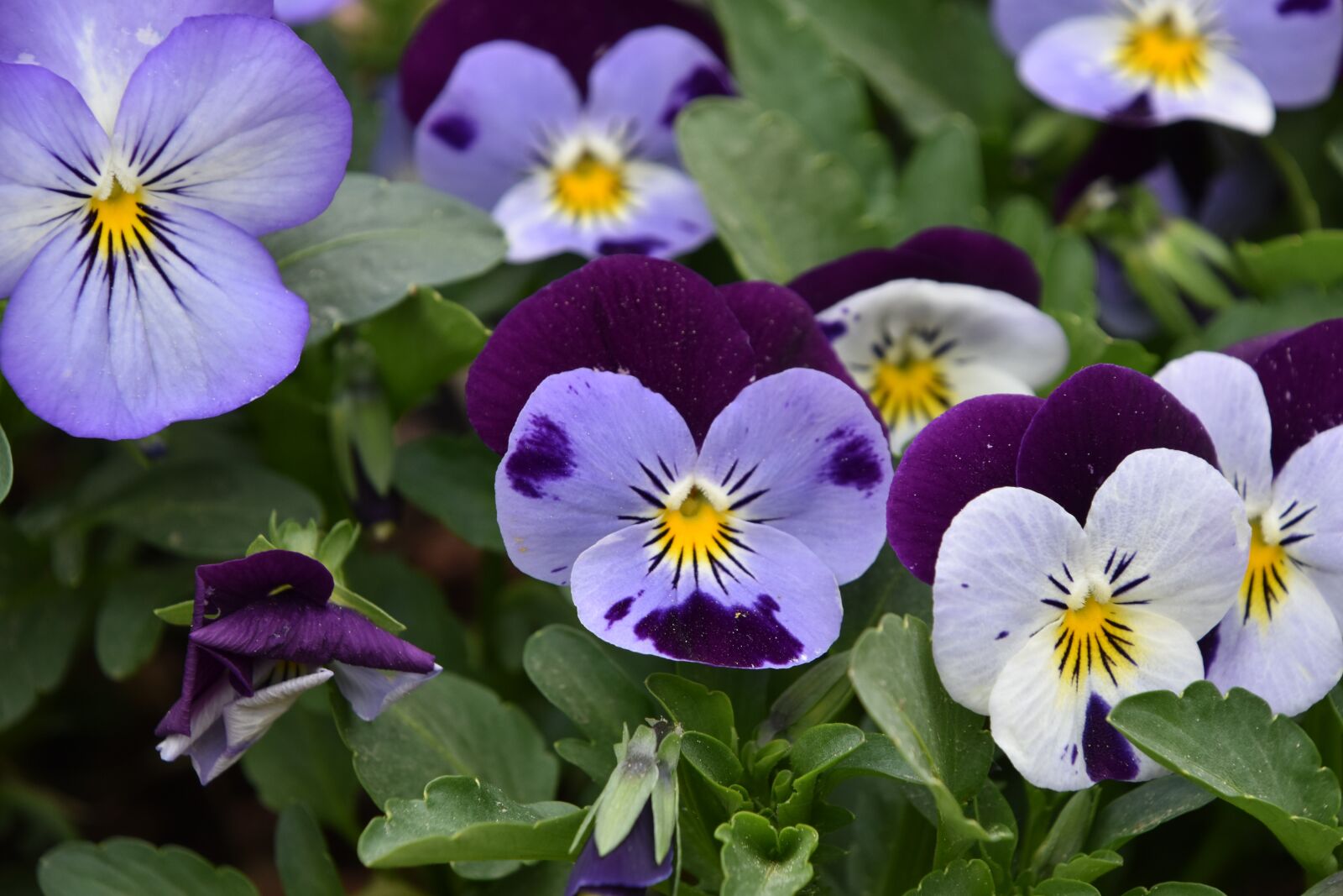 Nikon D5600 sample photo. Flower, floral, nature photography