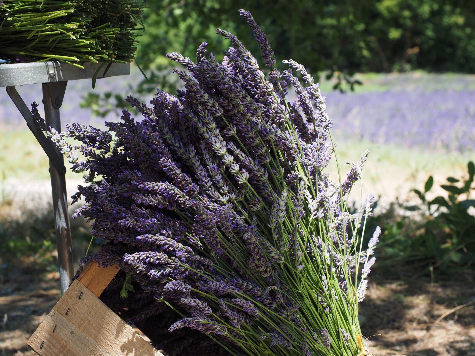 Olympus OM-D E-M1 + Olympus M.Zuiko Digital ED 12-40mm F2.8 Pro sample photo. Lavender, tufts, sale photography