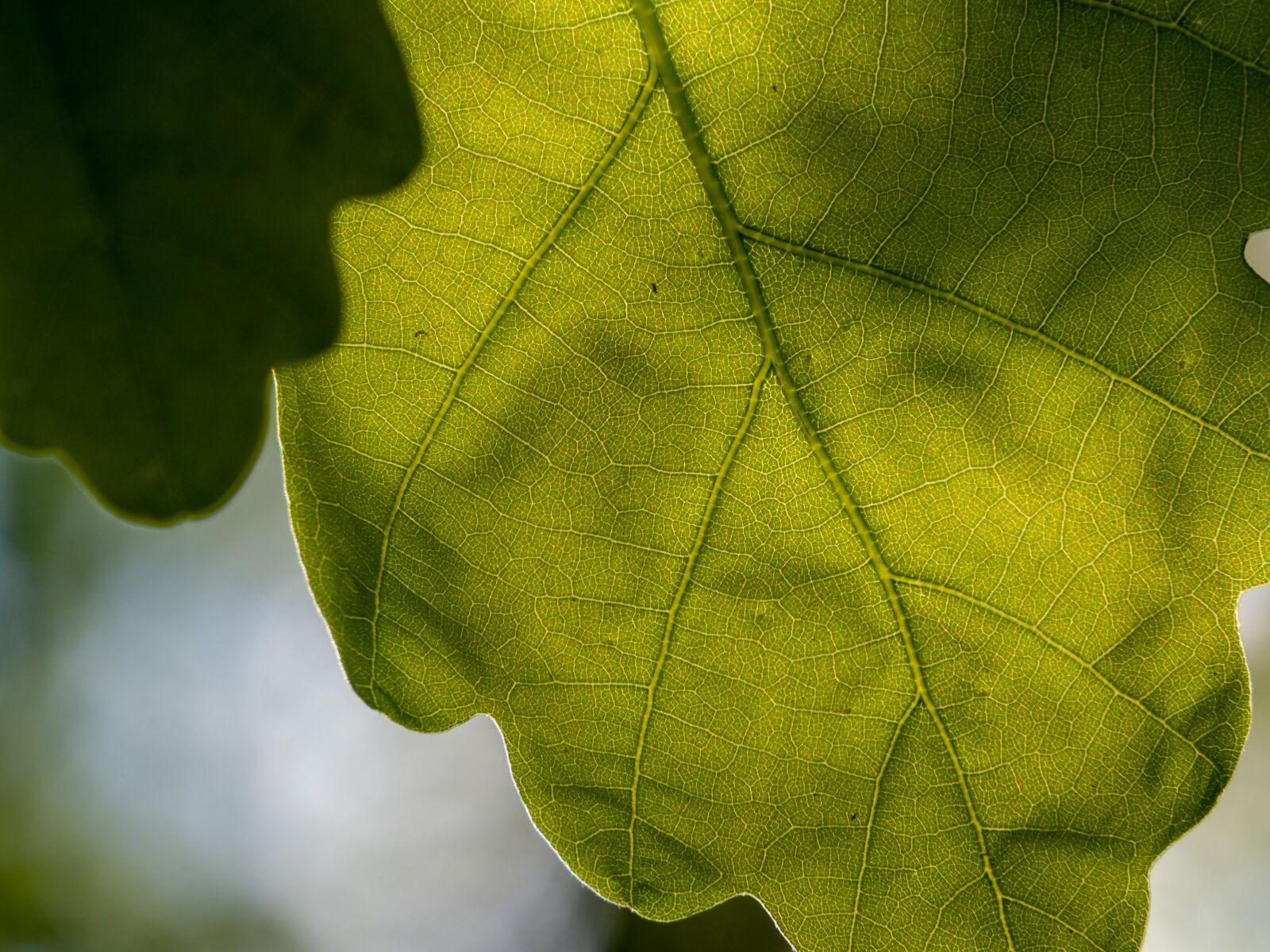 Olympus OM-D E-M10 III sample photo. Oak, sheet, tree photography