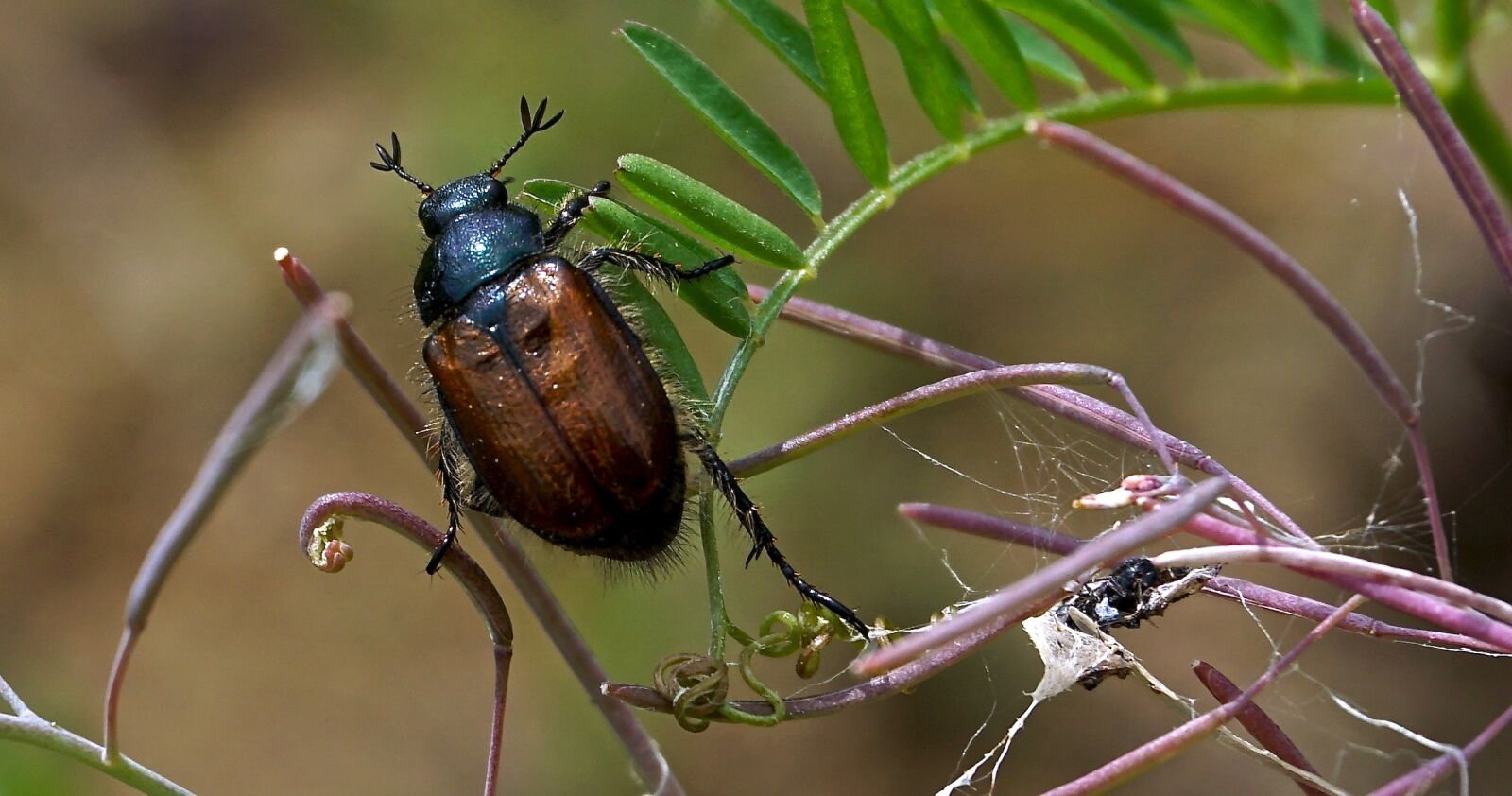 Sony a6000 sample photo. Insect, beetle, nature photography