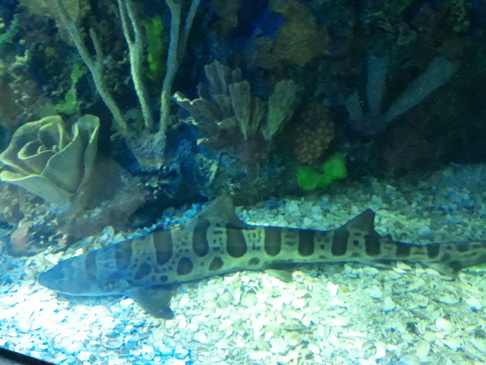 Samsung Galaxy J7 Prime sample photo. Tiburon, aquarium, green photography