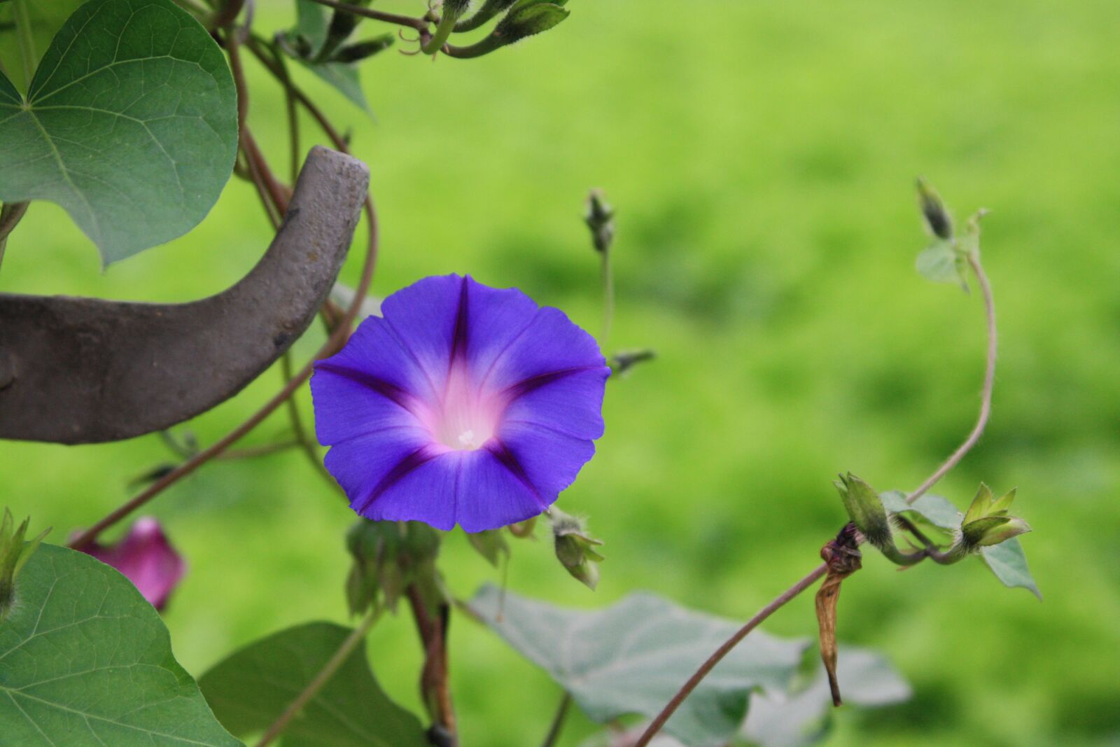 Canon EOS 1000D (EOS Digital Rebel XS / EOS Kiss F) sample photo. Flower, plant, spring photography