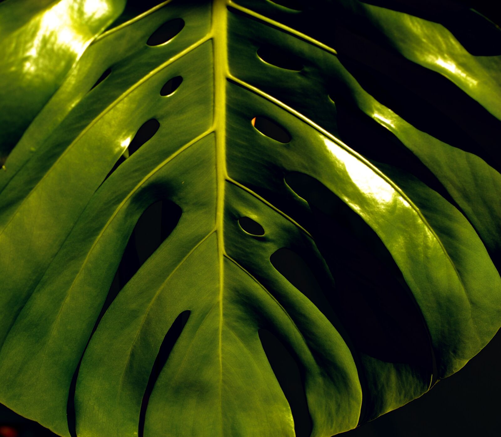 Nikon D200 sample photo. Plant, philodendron, sheet photography