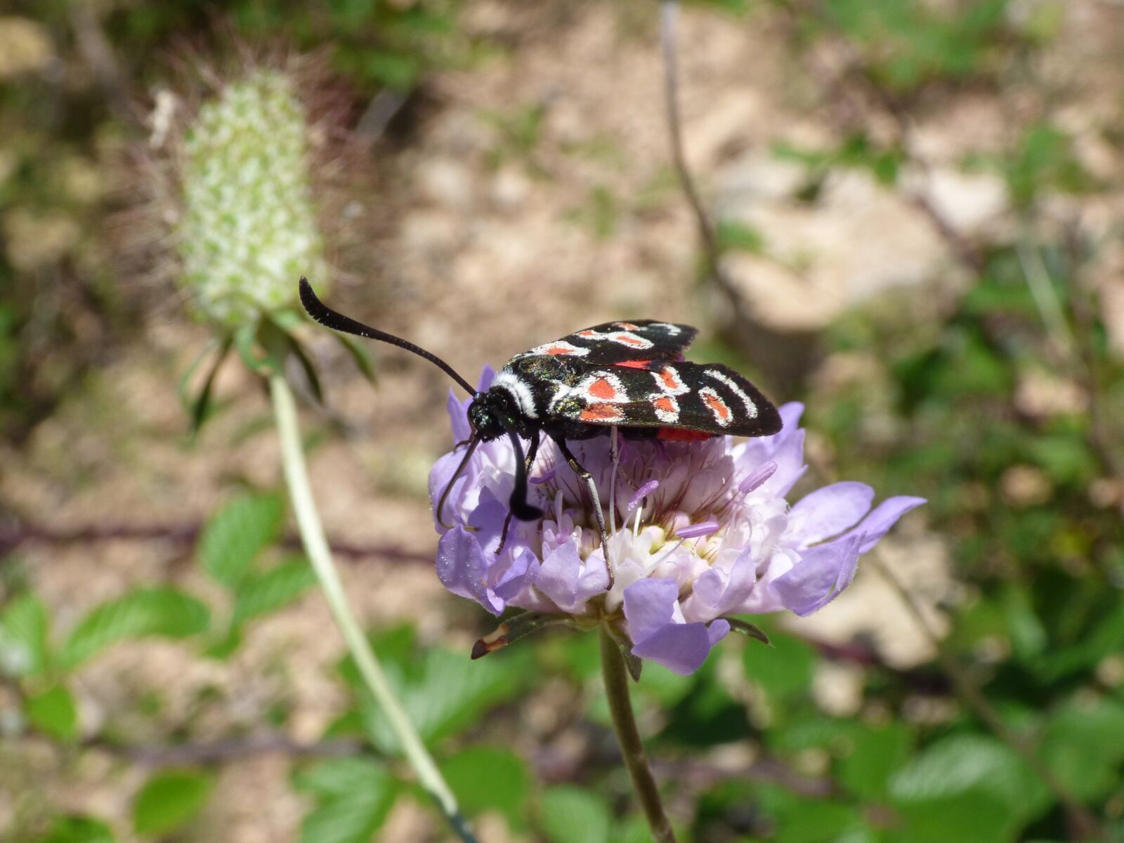 Panasonic Lumix DMC-FZ70 sample photo. Butterfly, zygaena filipendulae, gitaneta photography