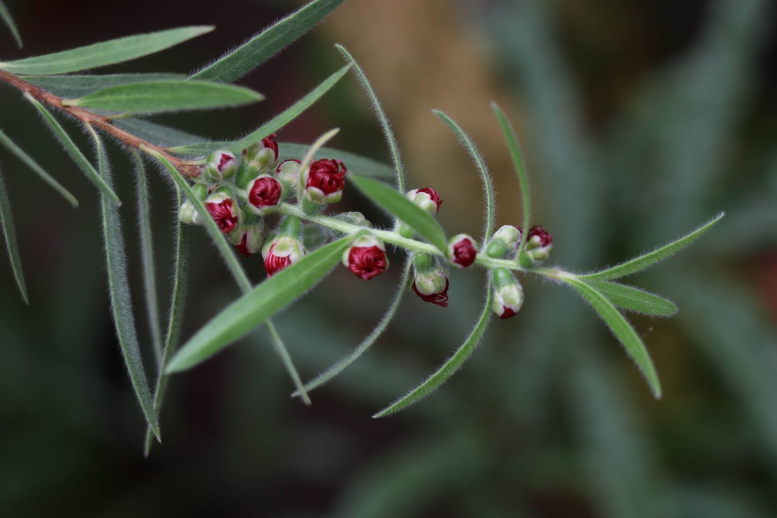 Canon EOS 77D (EOS 9000D / EOS 770D) sample photo. Branch, green, flowers photography