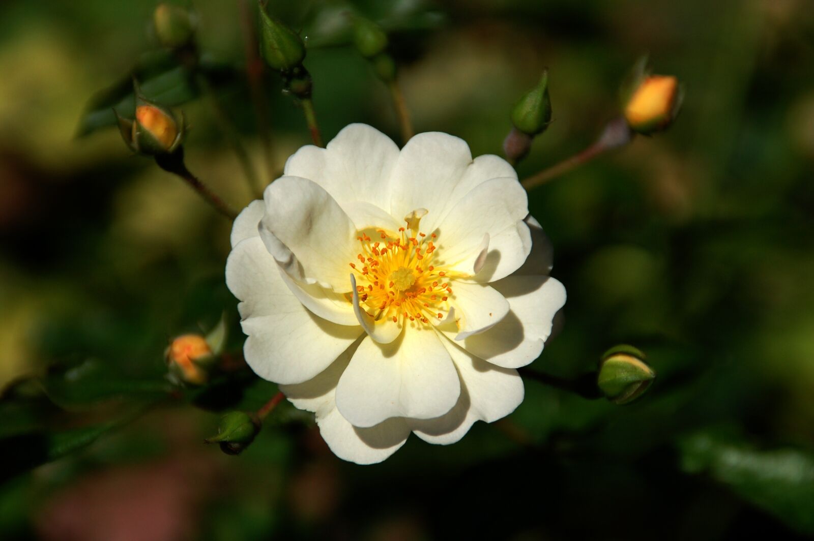 Nikon D50 sample photo. Rose, white, flower photography