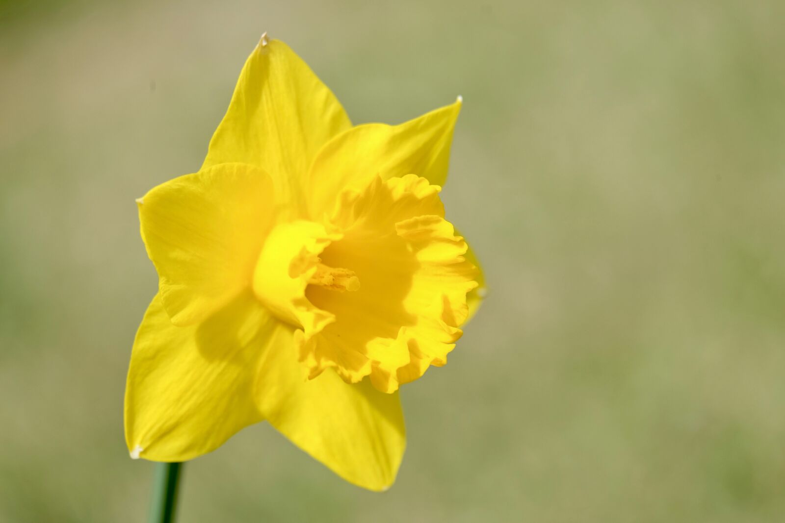 Fujifilm XF 55-200mm F3.5-4.8 R LM OIS sample photo. Flower, yellow, narcissus photography