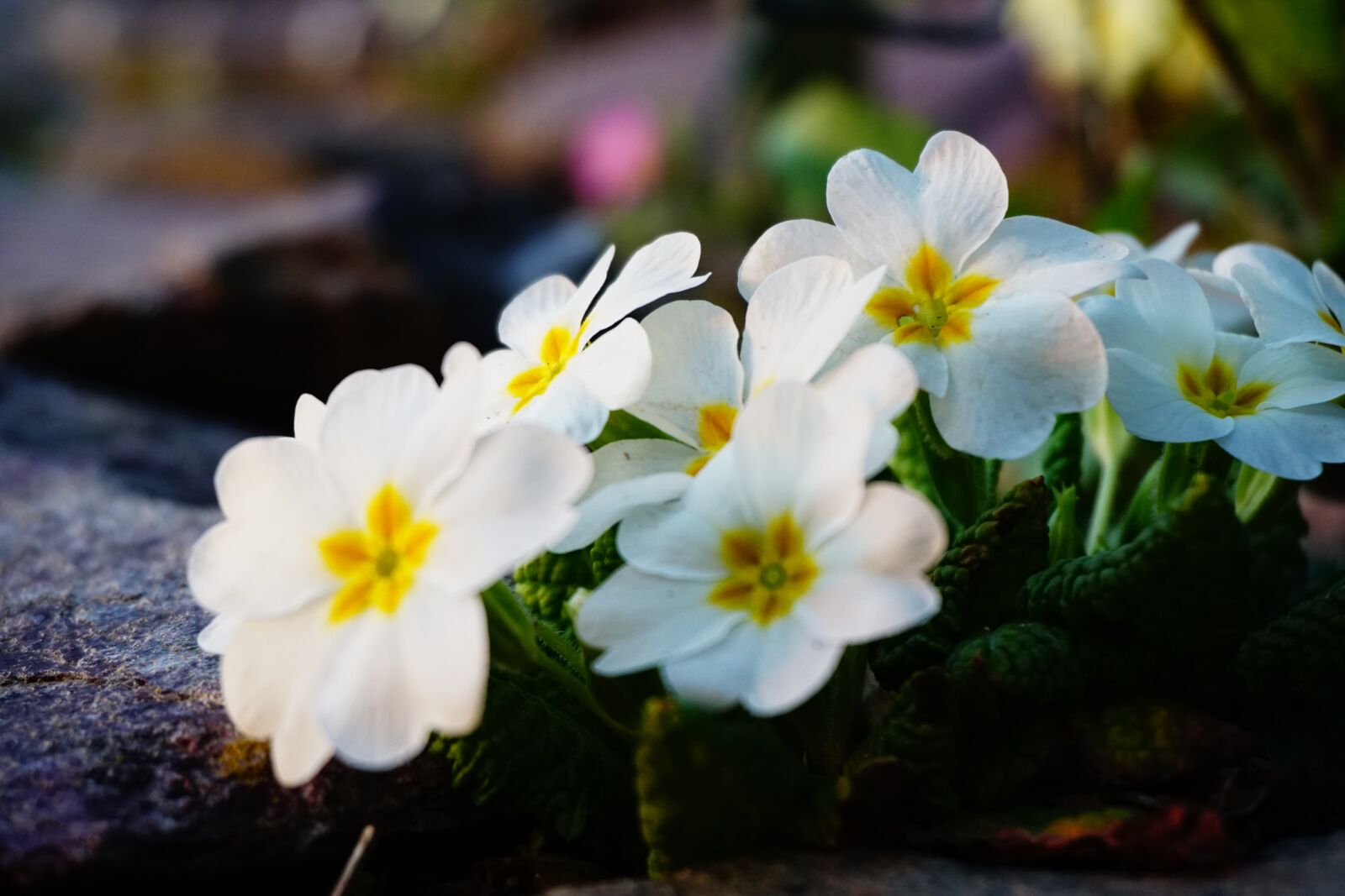 Sony E 16-50mm F3.5-5.6 PZ OSS sample photo. Spring, nature, flora photography