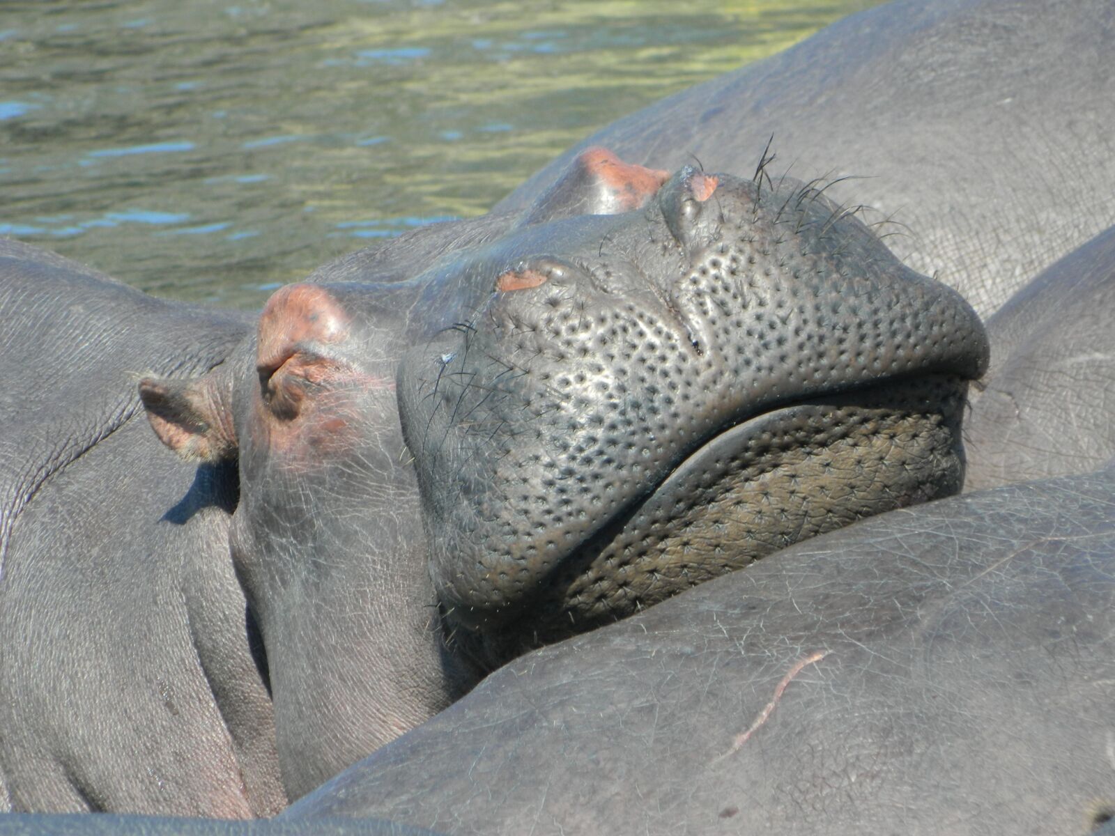 Nikon Coolpix L120 sample photo. Hippo, wild, south africa photography