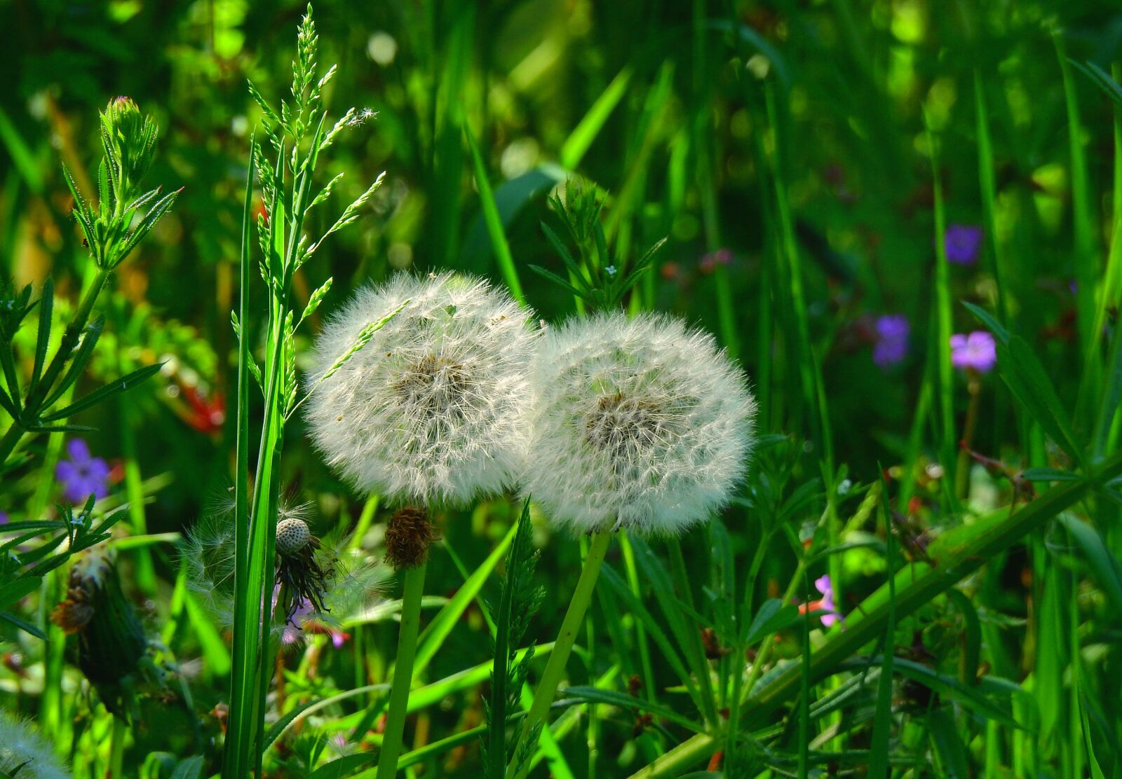 Nikon Coolpix P900 sample photo. Dandelion, puffball, flower photography