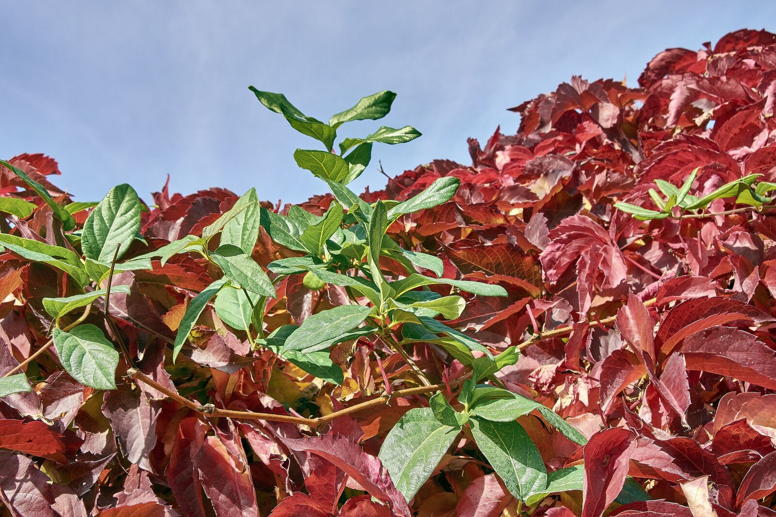 Nikon D7200 sample photo. Leaves, autumn, colorful photography