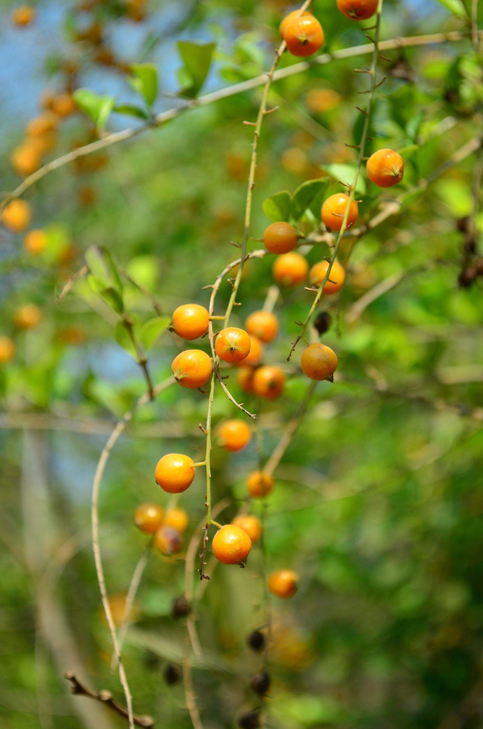 Nikon D5100 sample photo. Berries, orange, fruit photography