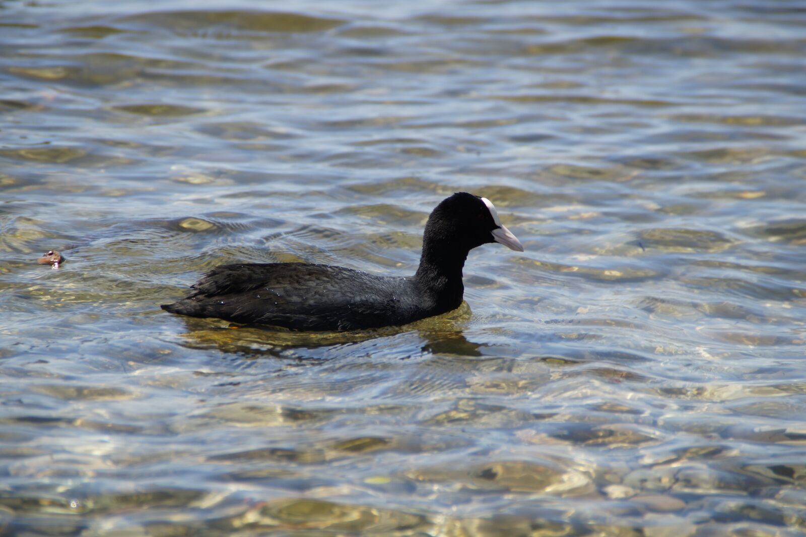 Sony SLT-A58 sample photo. Coot, ralle, water bird photography