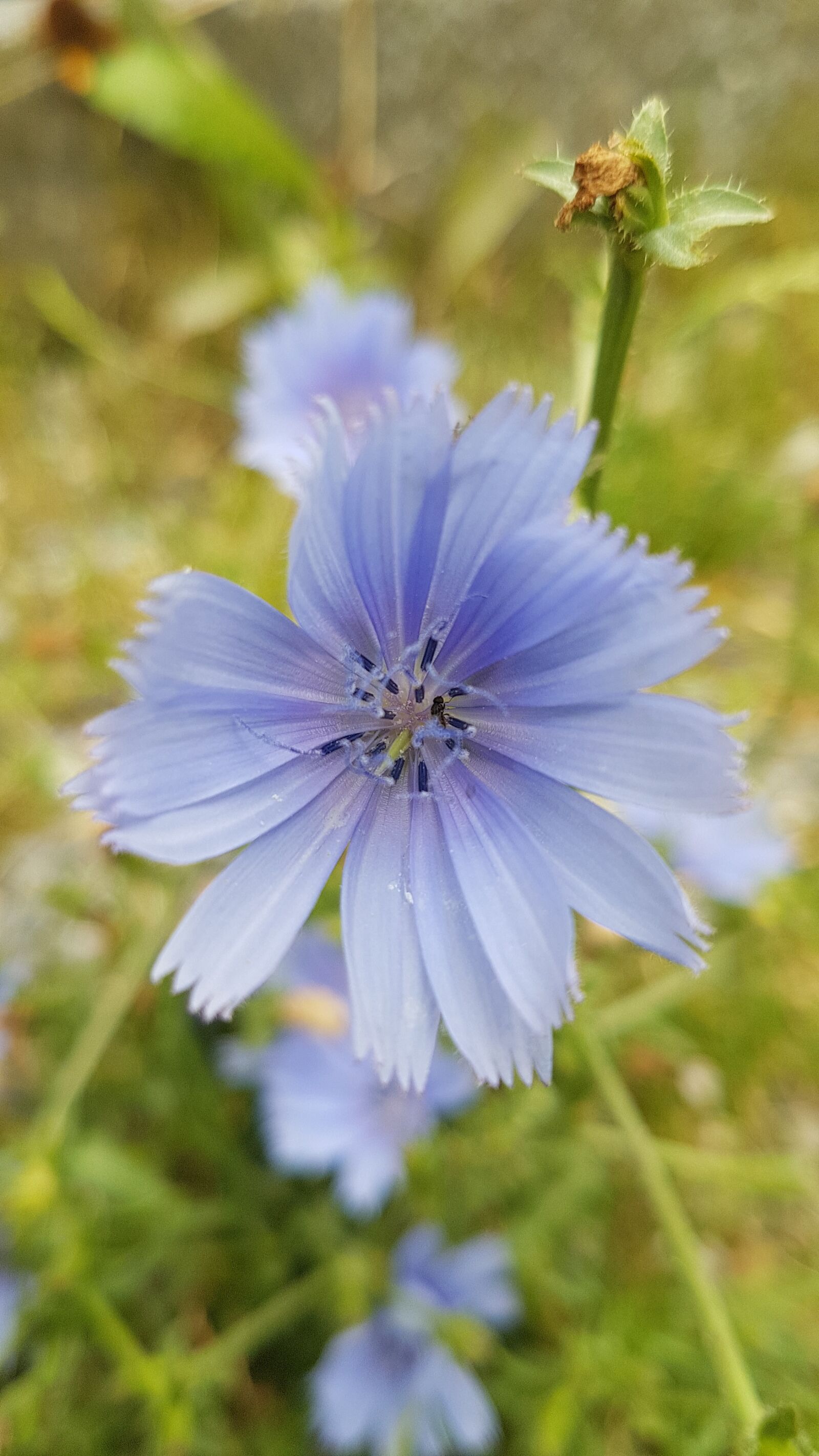Samsung Galaxy S7 Edge sample photo. Chicory, purple, flower photography