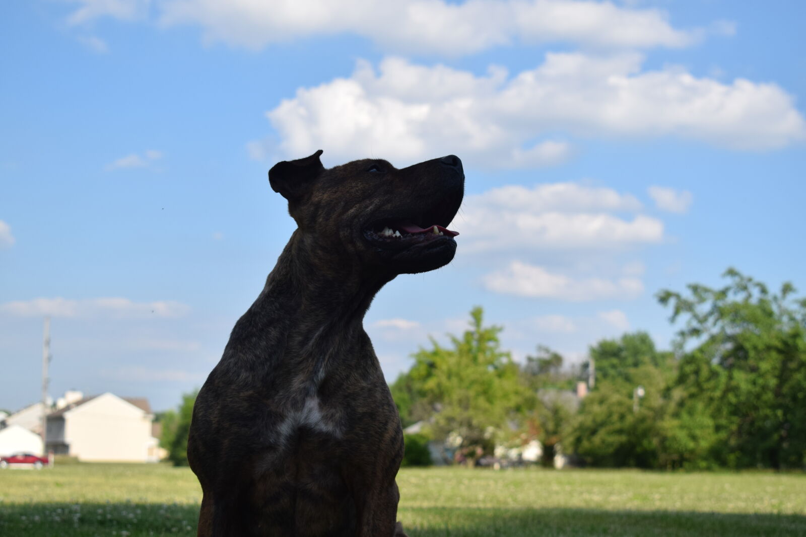 Nikon D3300 sample photo