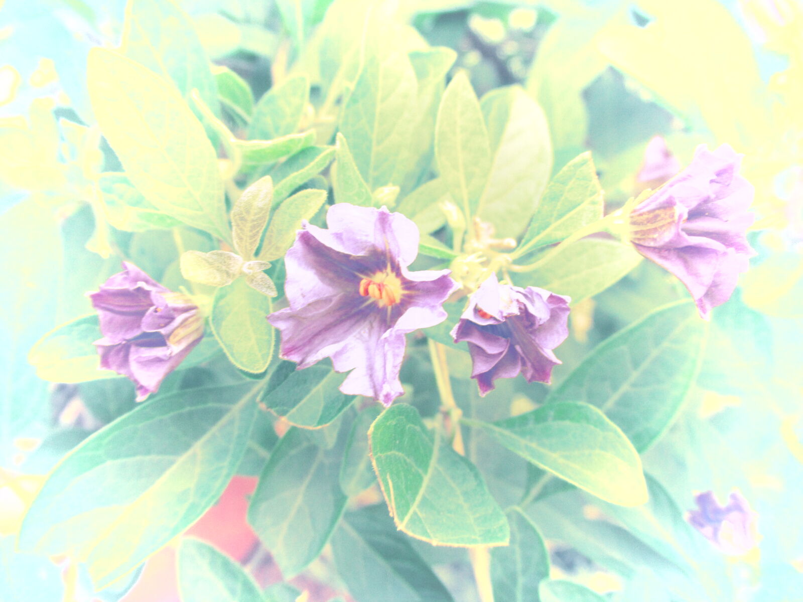 Canon PowerShot SX620 HS sample photo. Flowers, garden, nature, nature photography