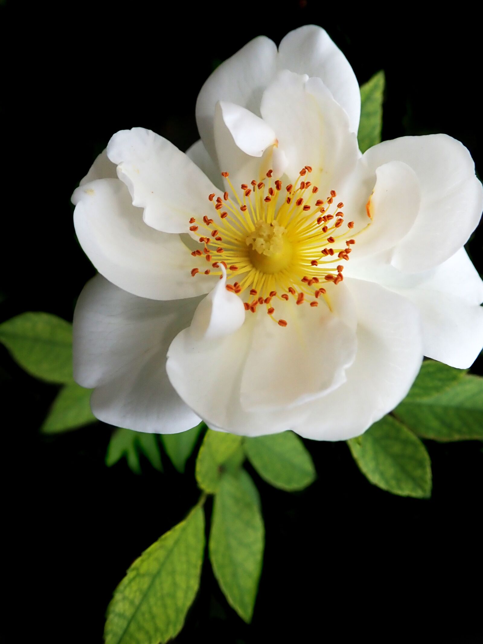 Olympus TG-5 sample photo. Rose, white, flower photography