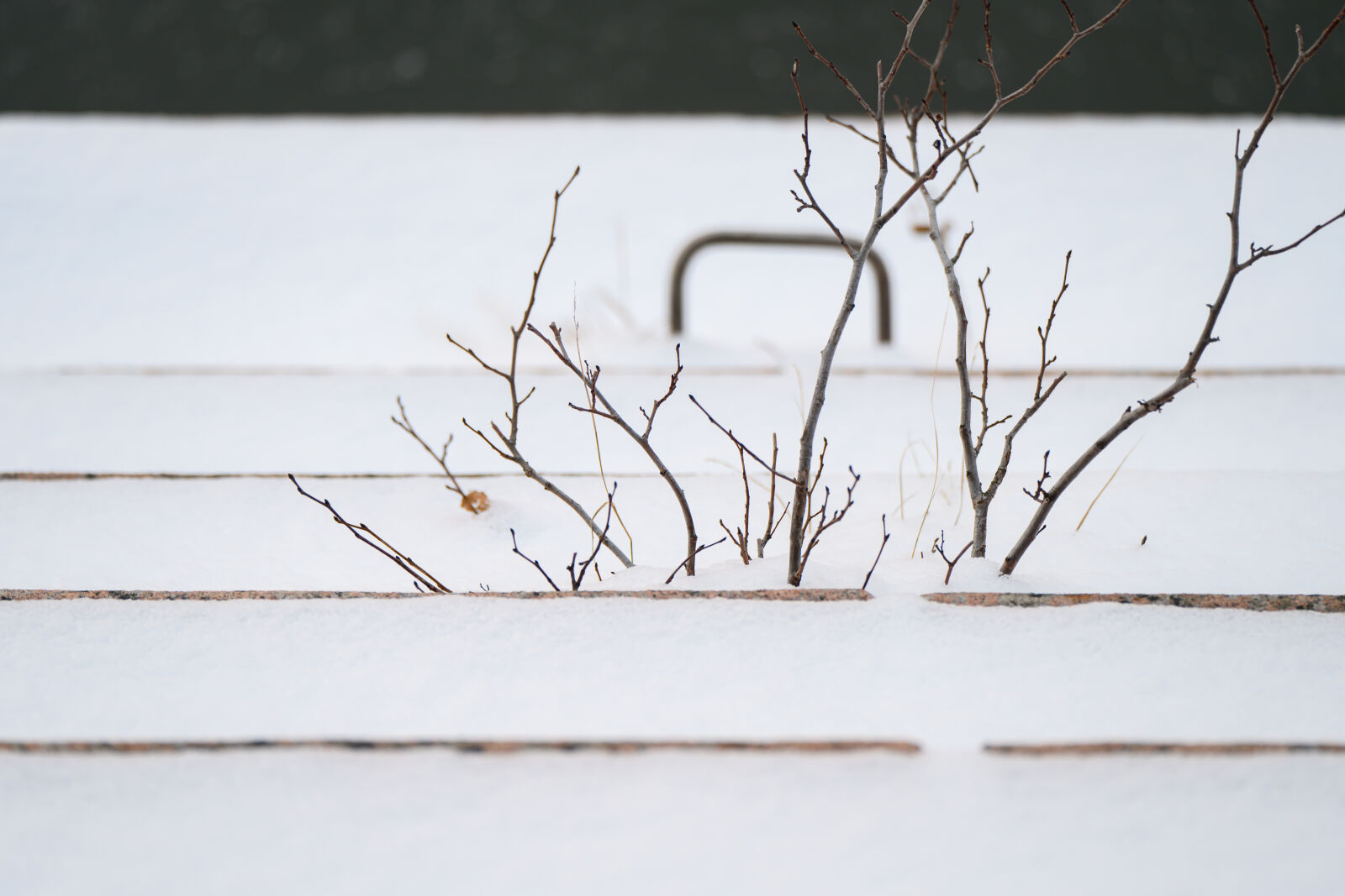 Nikon Nikkor Z 70-180mm F2.8 sample photo. Harbor snow plant photography