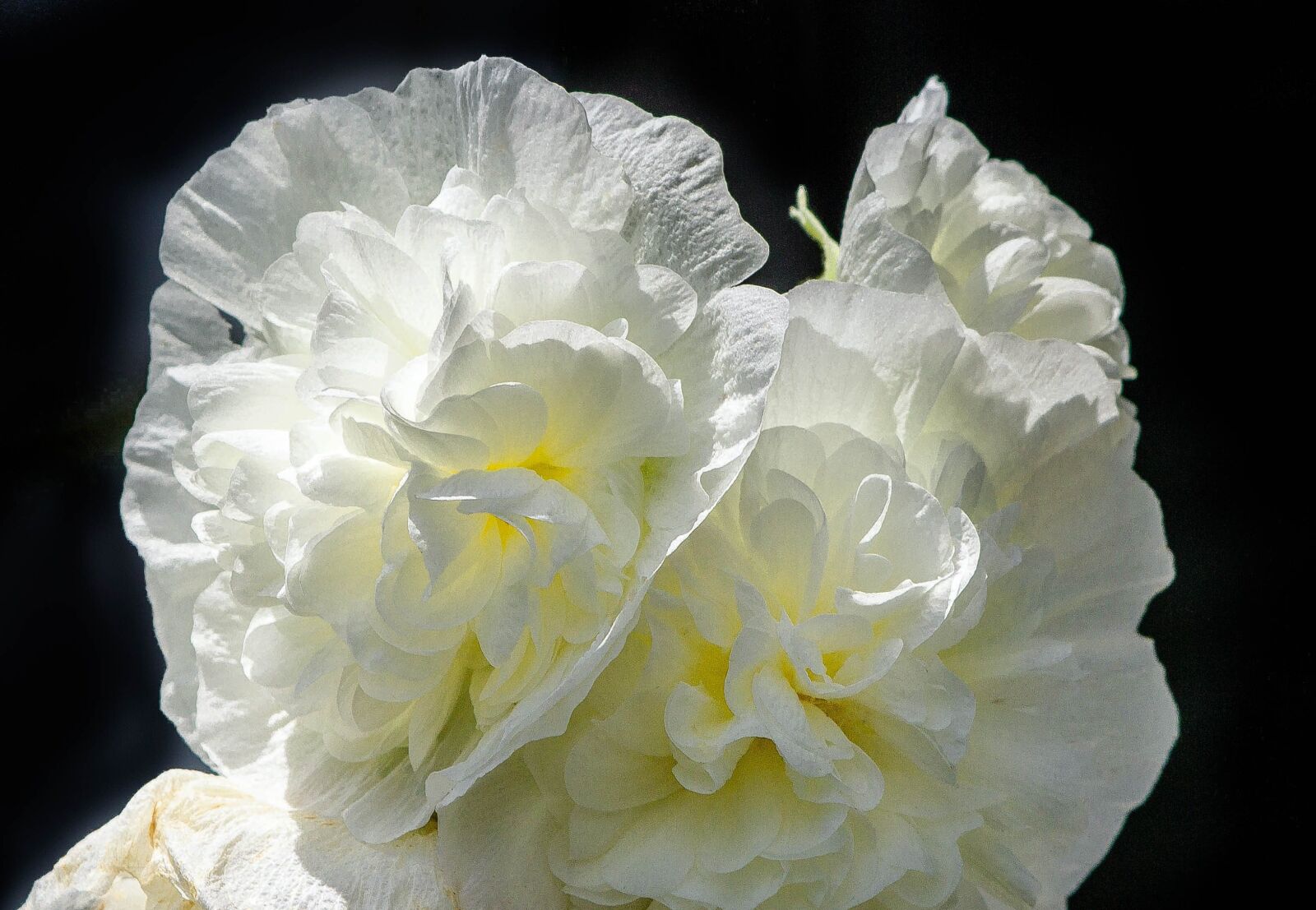 Canon EOS 600D (Rebel EOS T3i / EOS Kiss X5) sample photo. Hollyhock, double hollyhock, alcea photography