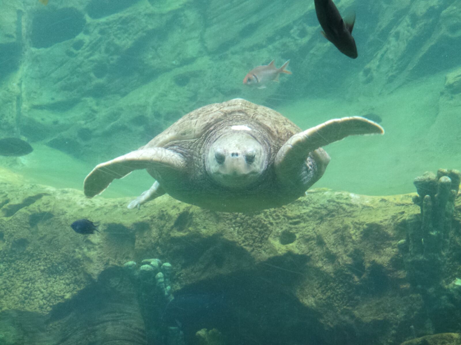 Samsung Galaxy Camera (Wi-Fi) sample photo. Turtle, underwater, wildlife photography
