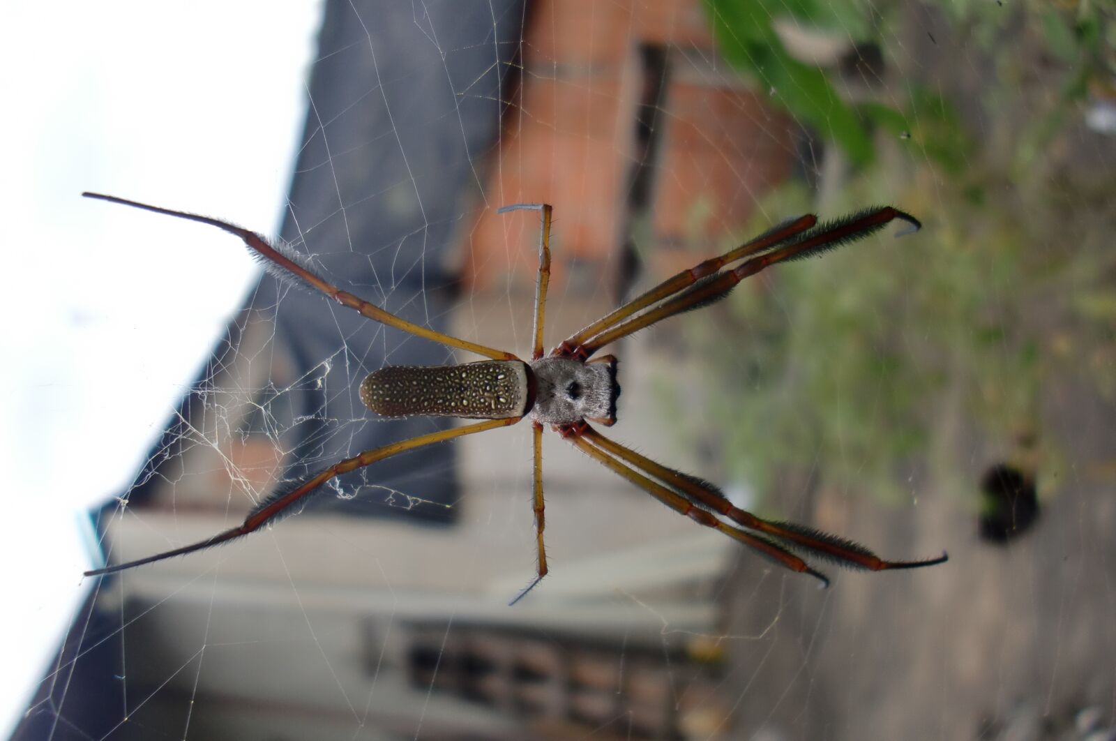 CASIO EX-S12 sample photo. Spider, web, nature photography