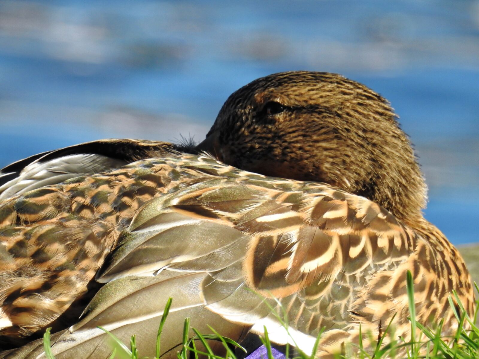 Nikon Coolpix P900 sample photo. Duck, bird, water bird photography