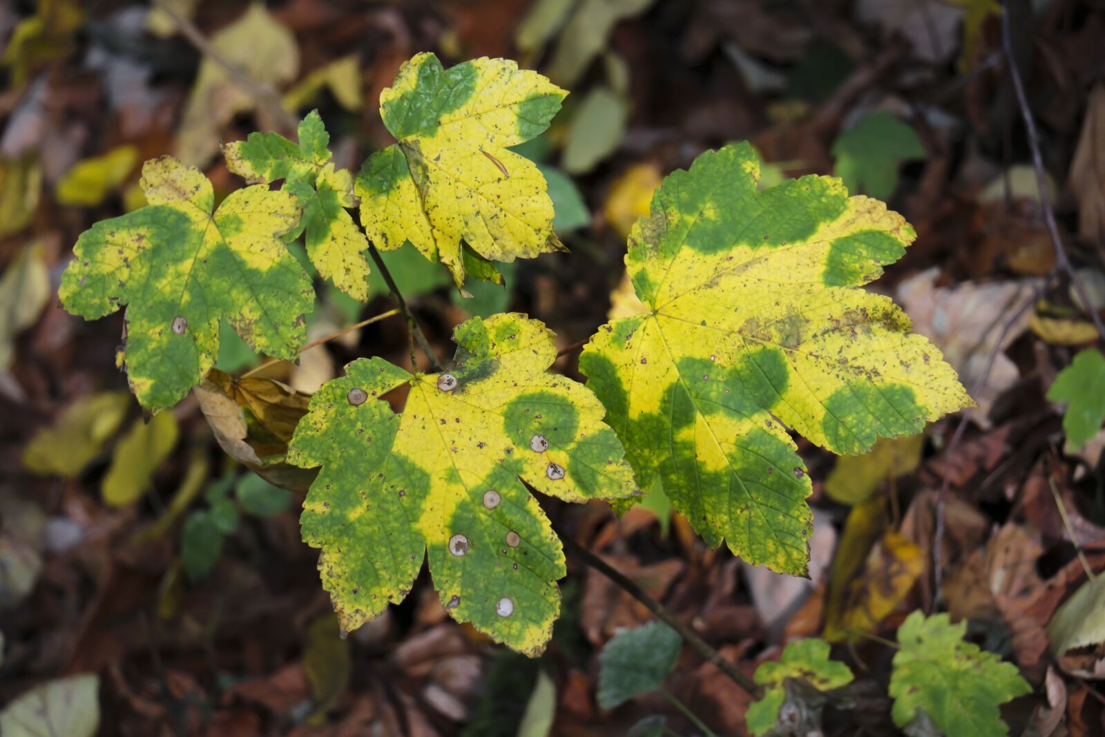 Canon EOS 700D (EOS Rebel T5i / EOS Kiss X7i) sample photo. Leaves, autumn, leaf photography