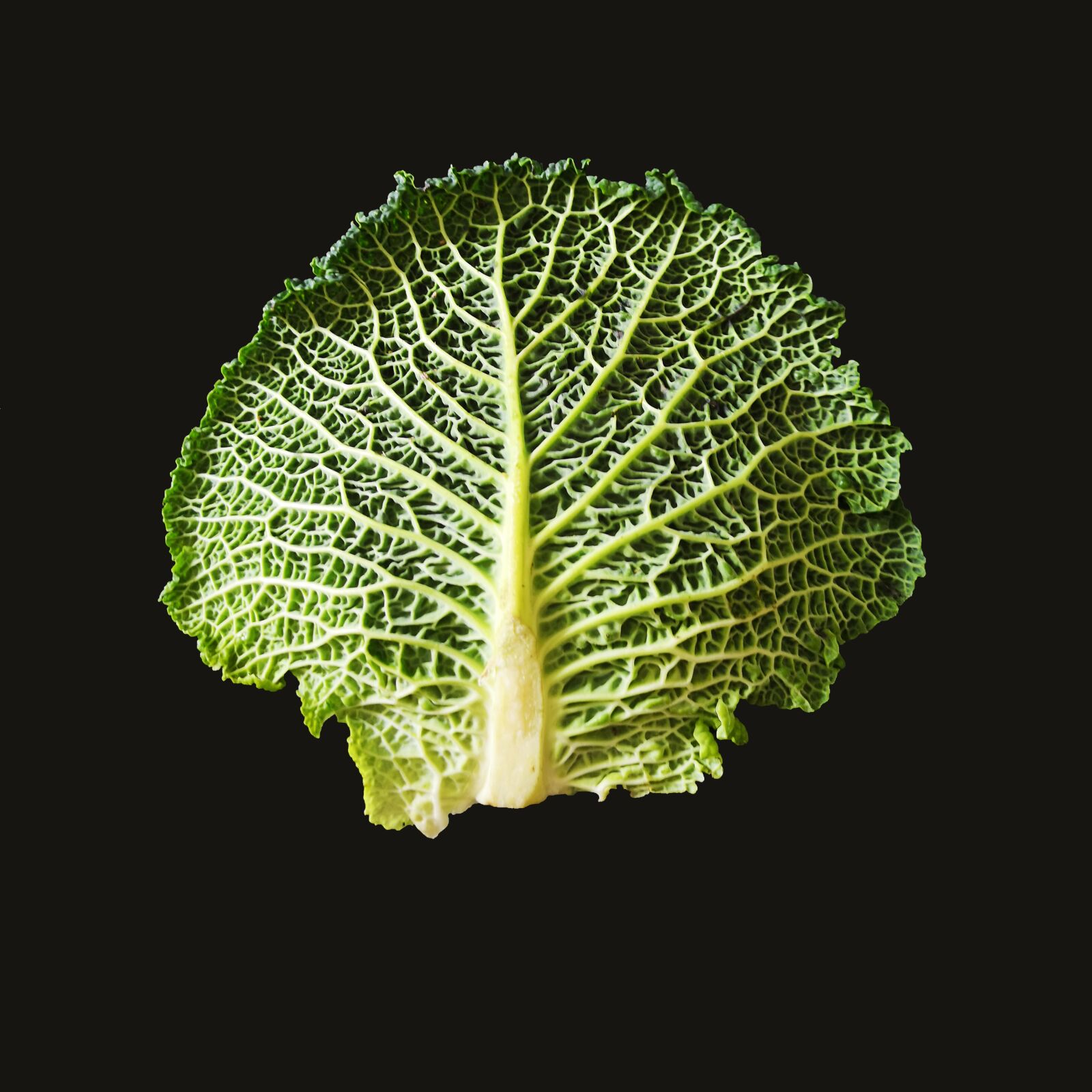 HUAWEI CLT-L29 sample photo. Green cabbage, legume, tree photography