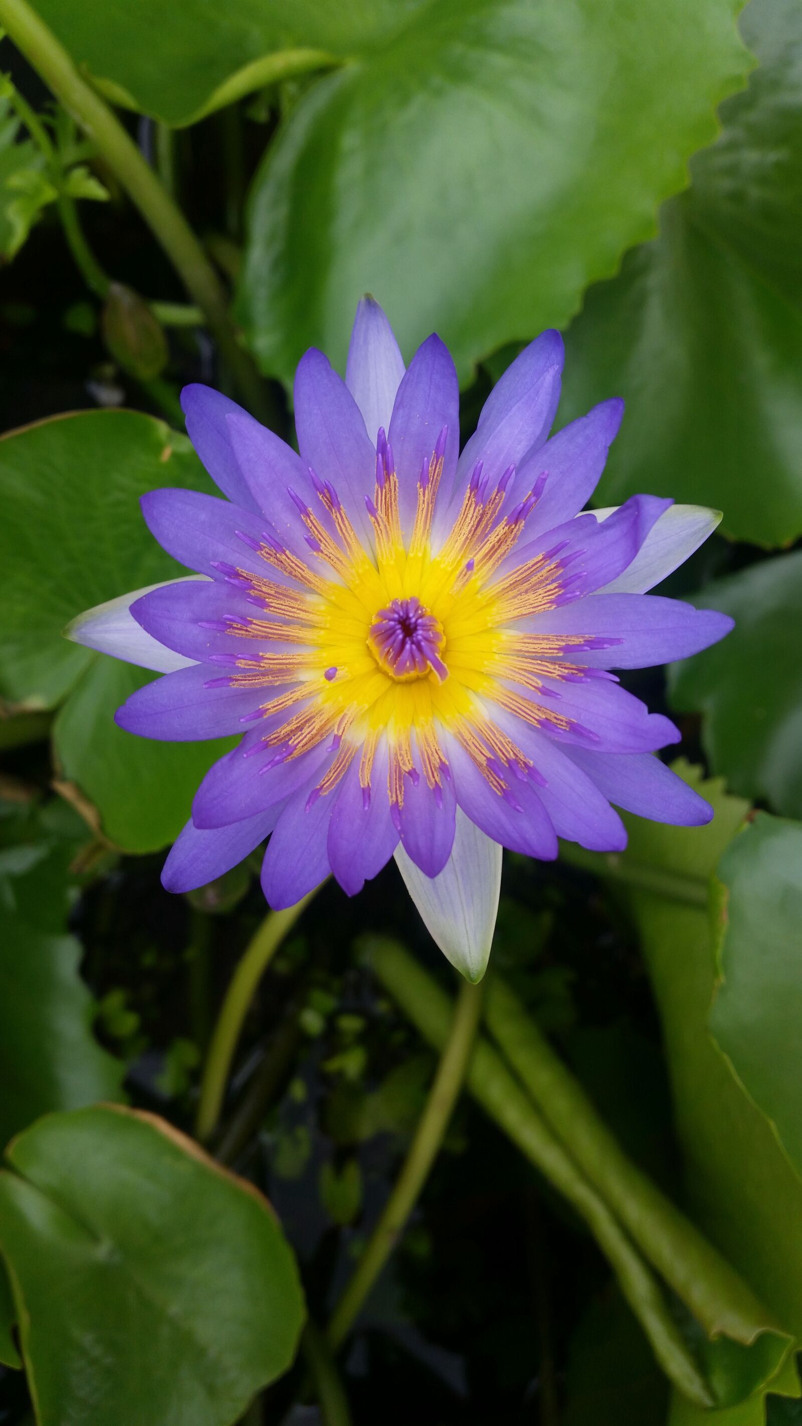 Samsung Galaxy S5 sample photo. Lotus, lotus thai, purple photography