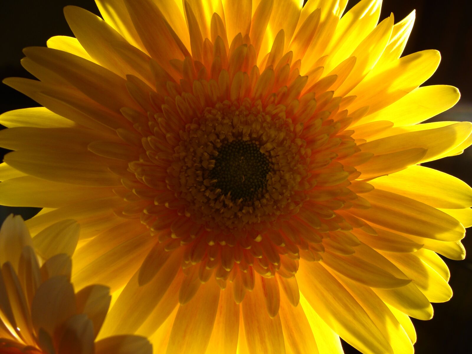 Sony Cyber-shot DSC-H10 sample photo. Flower, close-up, yellow photography