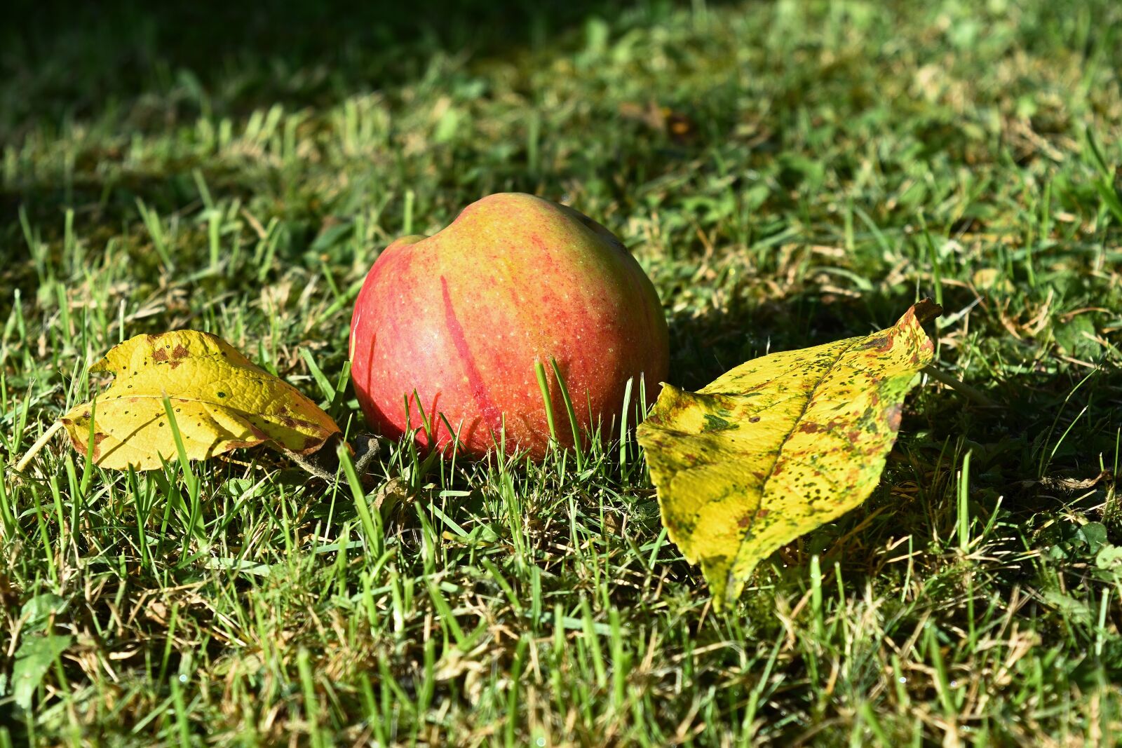 Nikon D5200 sample photo. Autumn, garden, apple photography