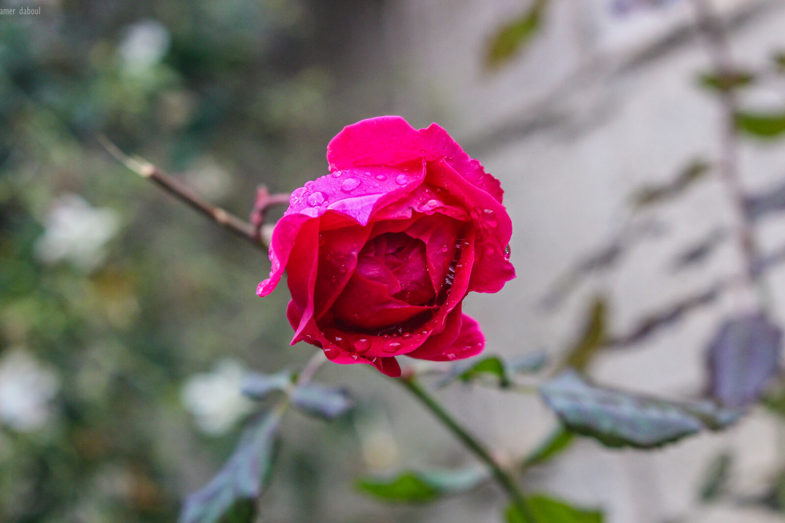 Canon EOS 700D (EOS Rebel T5i / EOS Kiss X7i) sample photo. Beautiful, beautiful, flowers, blossom photography