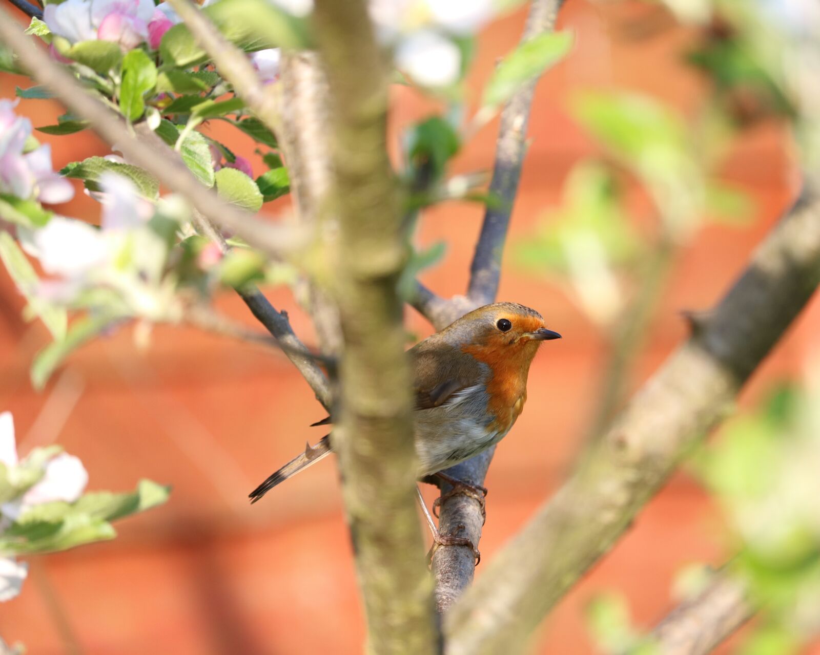 Canon EOS 750D (EOS Rebel T6i / EOS Kiss X8i) sample photo. Robin, tree, bird photography