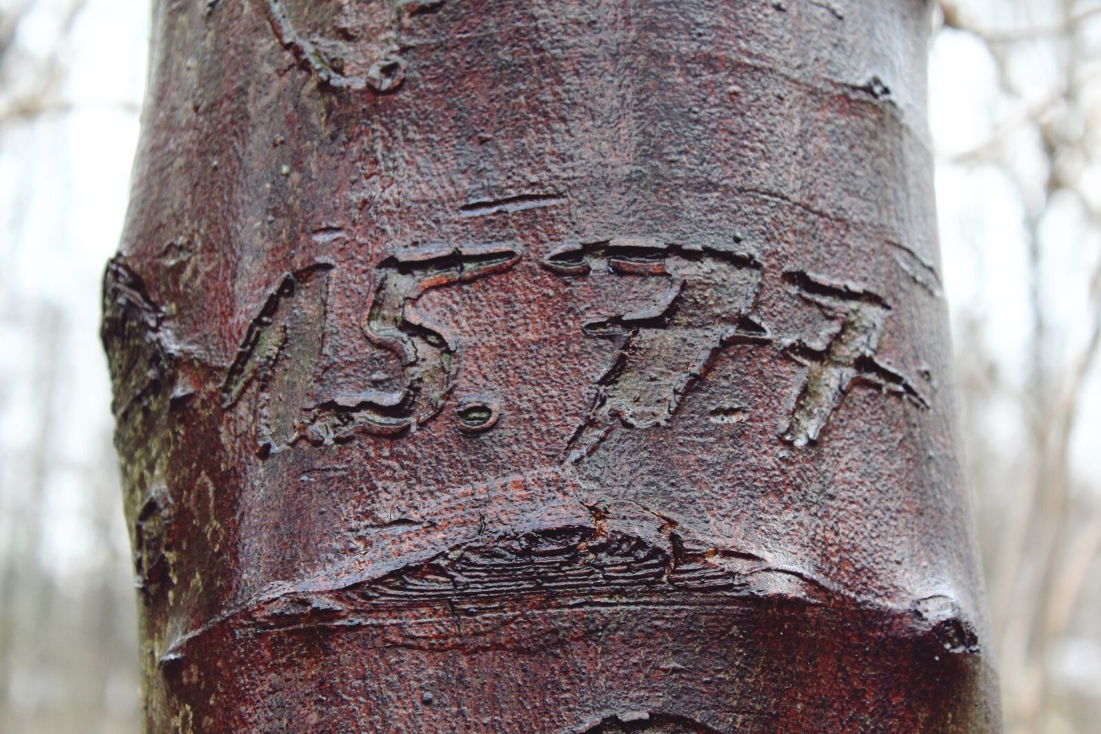 Canon EOS 1200D (EOS Rebel T5 / EOS Kiss X70 / EOS Hi) sample photo. Tree, engraving, bark photography