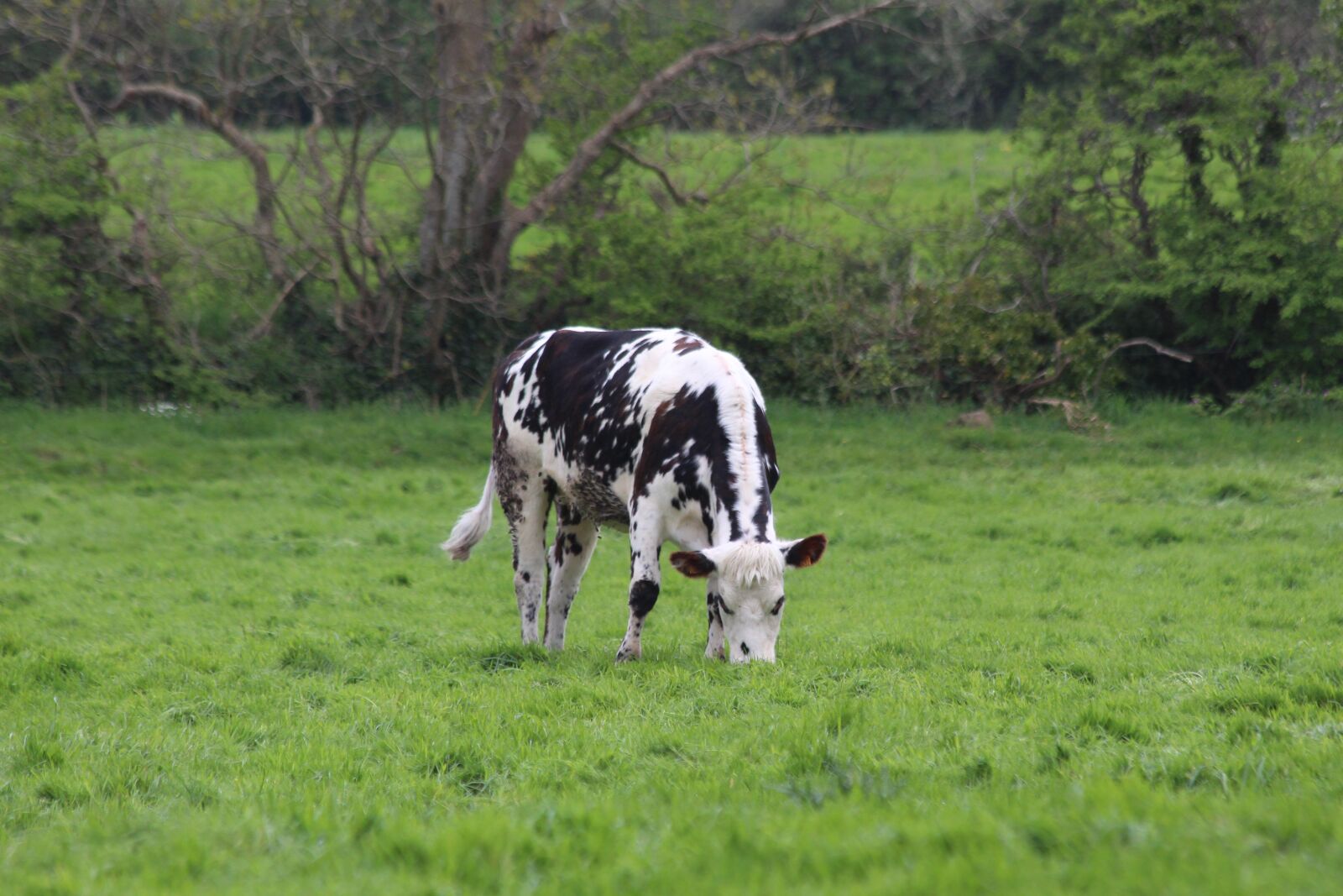 Canon EOS 700D (EOS Rebel T5i / EOS Kiss X7i) + Canon EF 70-300mm F4-5.6 IS USM sample photo. Cow, task, pastures photography