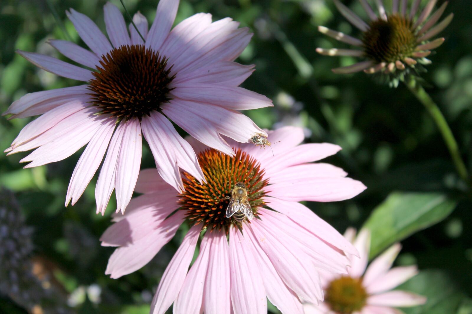 Canon EOS 1100D (EOS Rebel T3 / EOS Kiss X50) sample photo. Coneflower, insect, summer photography