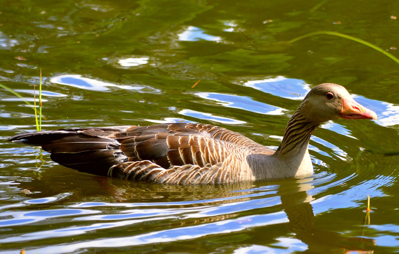 Nikon D3200 sample photo. Water bird, water, duck photography
