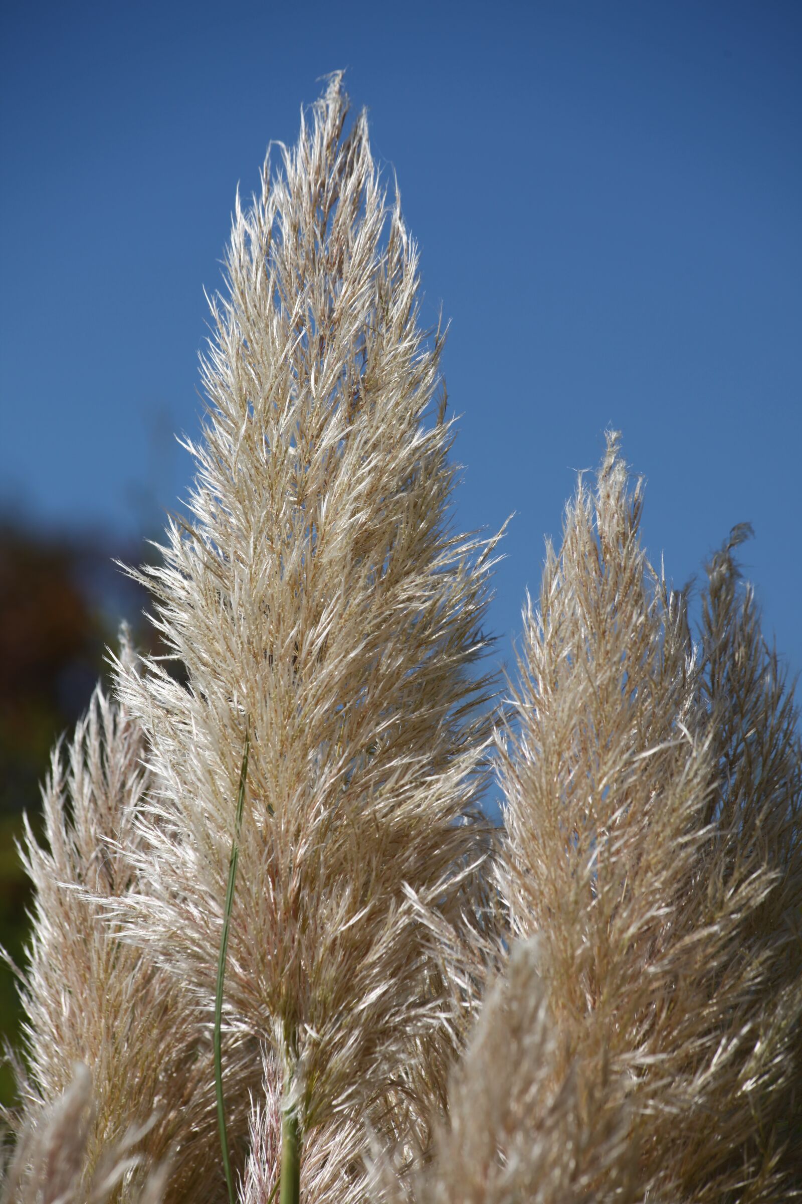 Canon EOS 5D Mark II sample photo. Grasses, autumn, halme photography