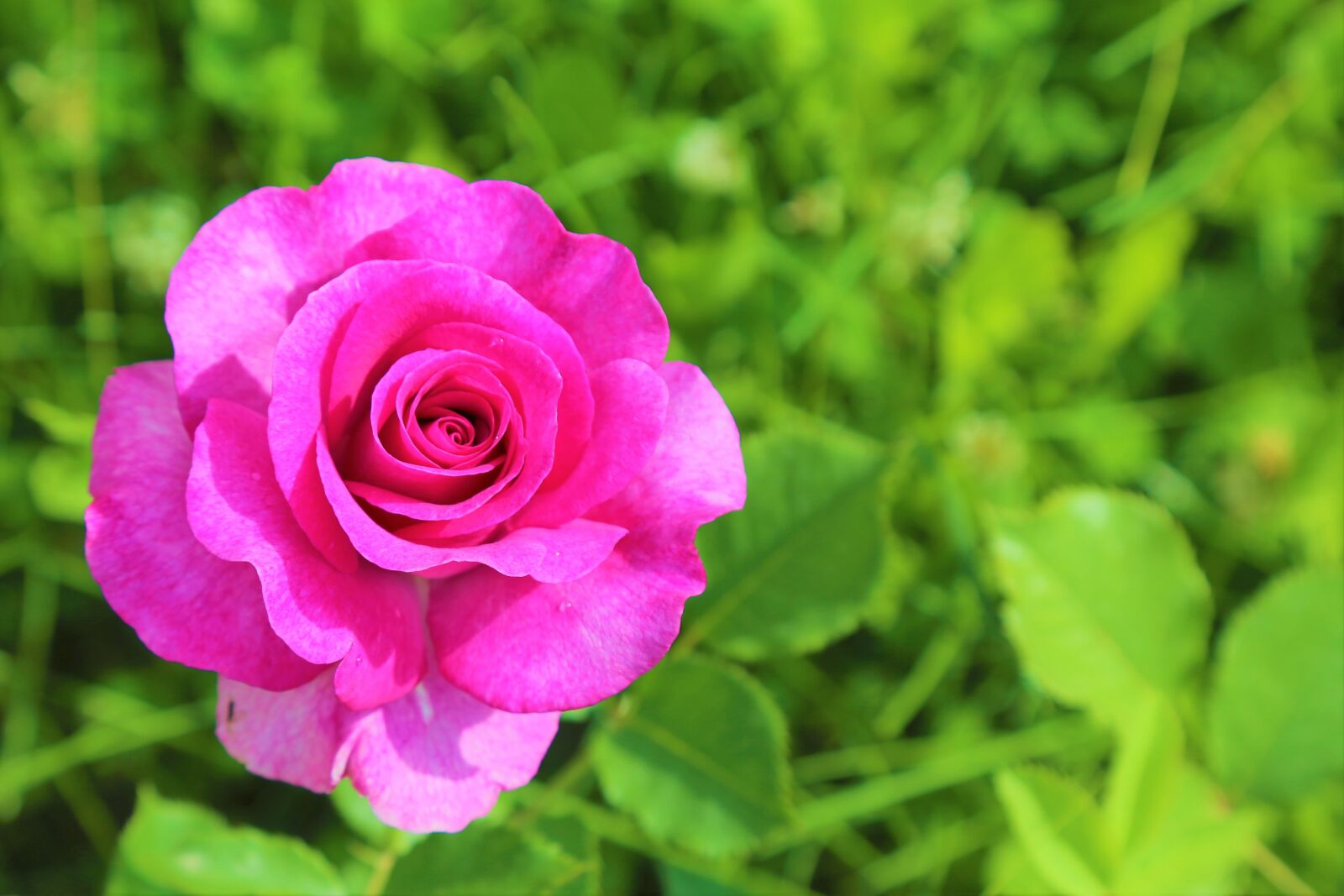 Canon EF 24-105mm F4L IS USM sample photo. Rose, spring, nature photography