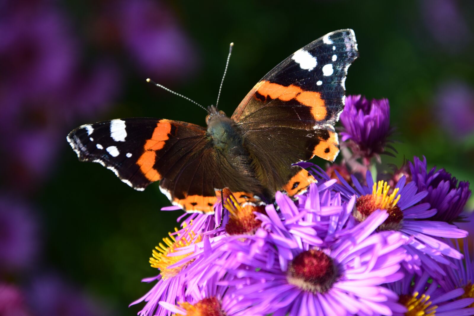 Nikon D3300 sample photo. Aster, butterfly, blossom photography
