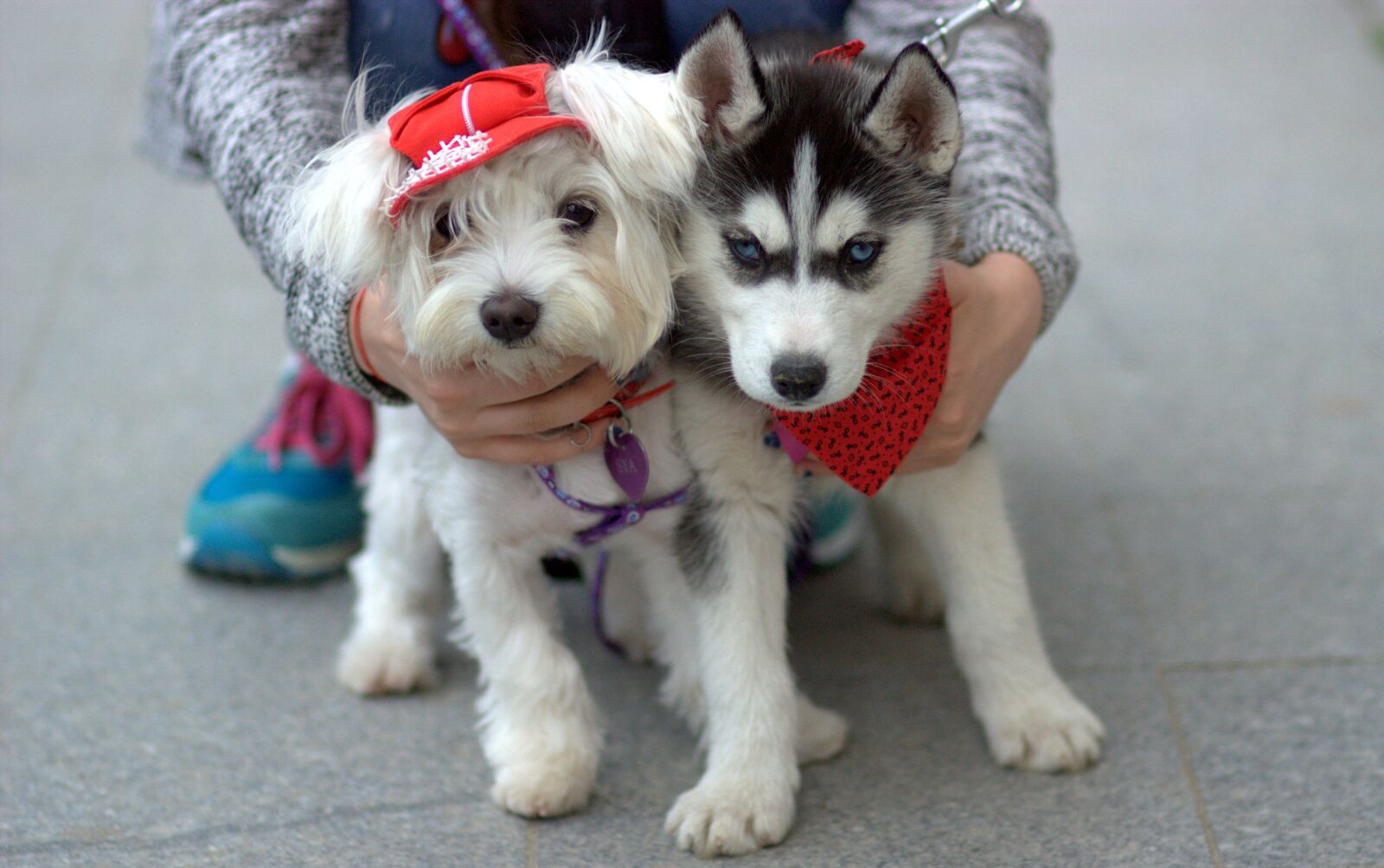 Canon EOS 450D (EOS Rebel XSi / EOS Kiss X2) sample photo. Dog, husky, bichon photography