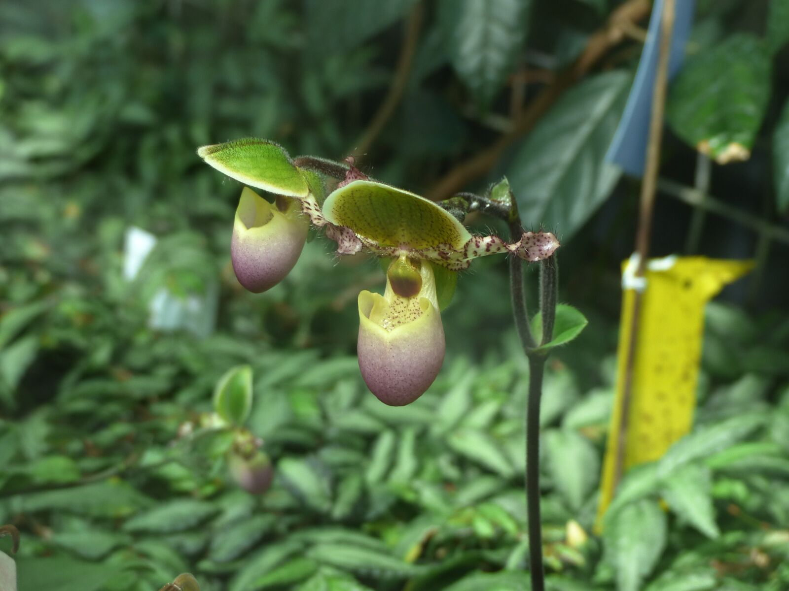 Panasonic Lumix DMC-FZ200 sample photo. Orchid, flower, nature photography